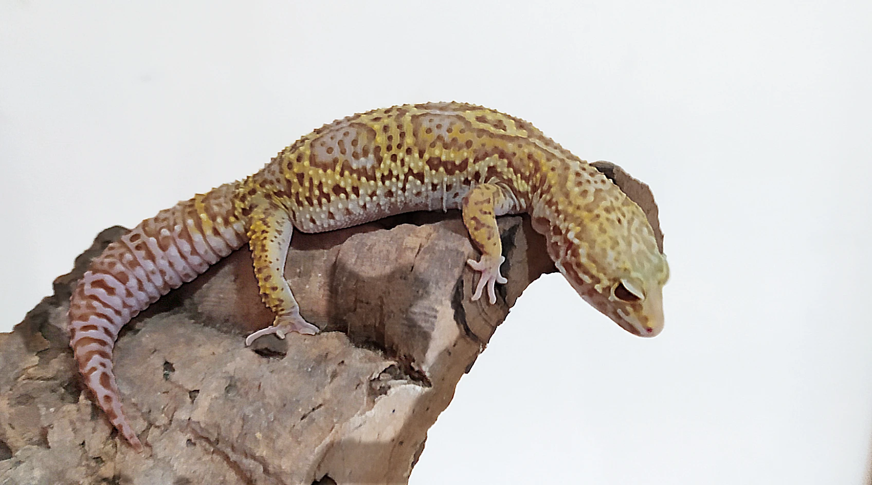 Gekončík noční - letošní mláďata