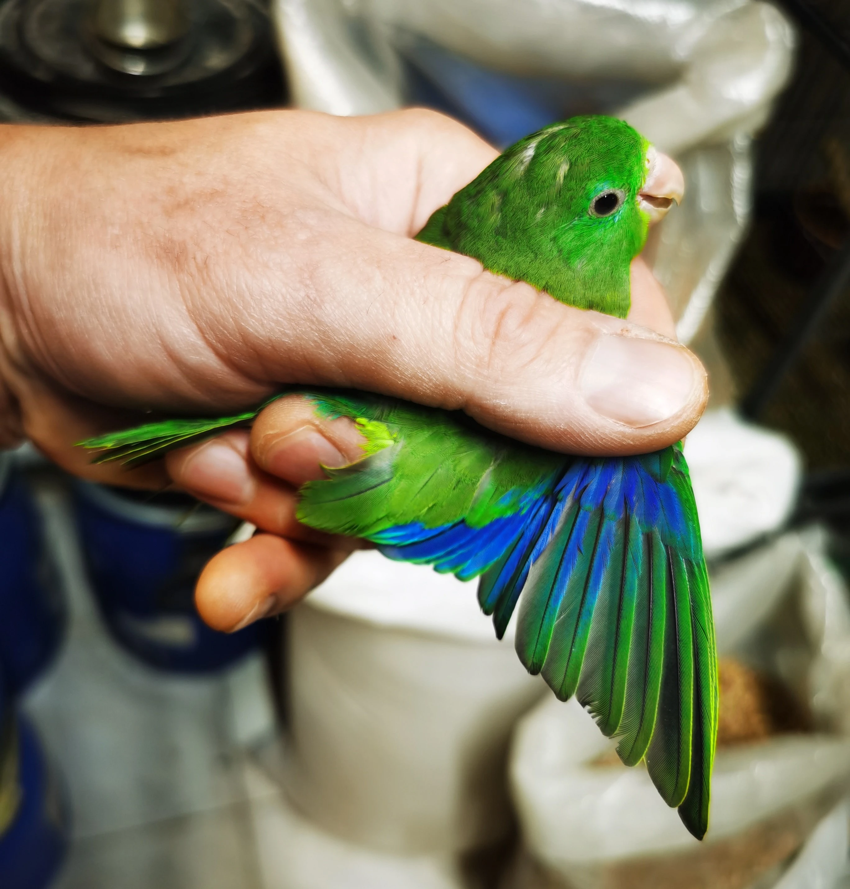 Papoušíček brýlatý 2025