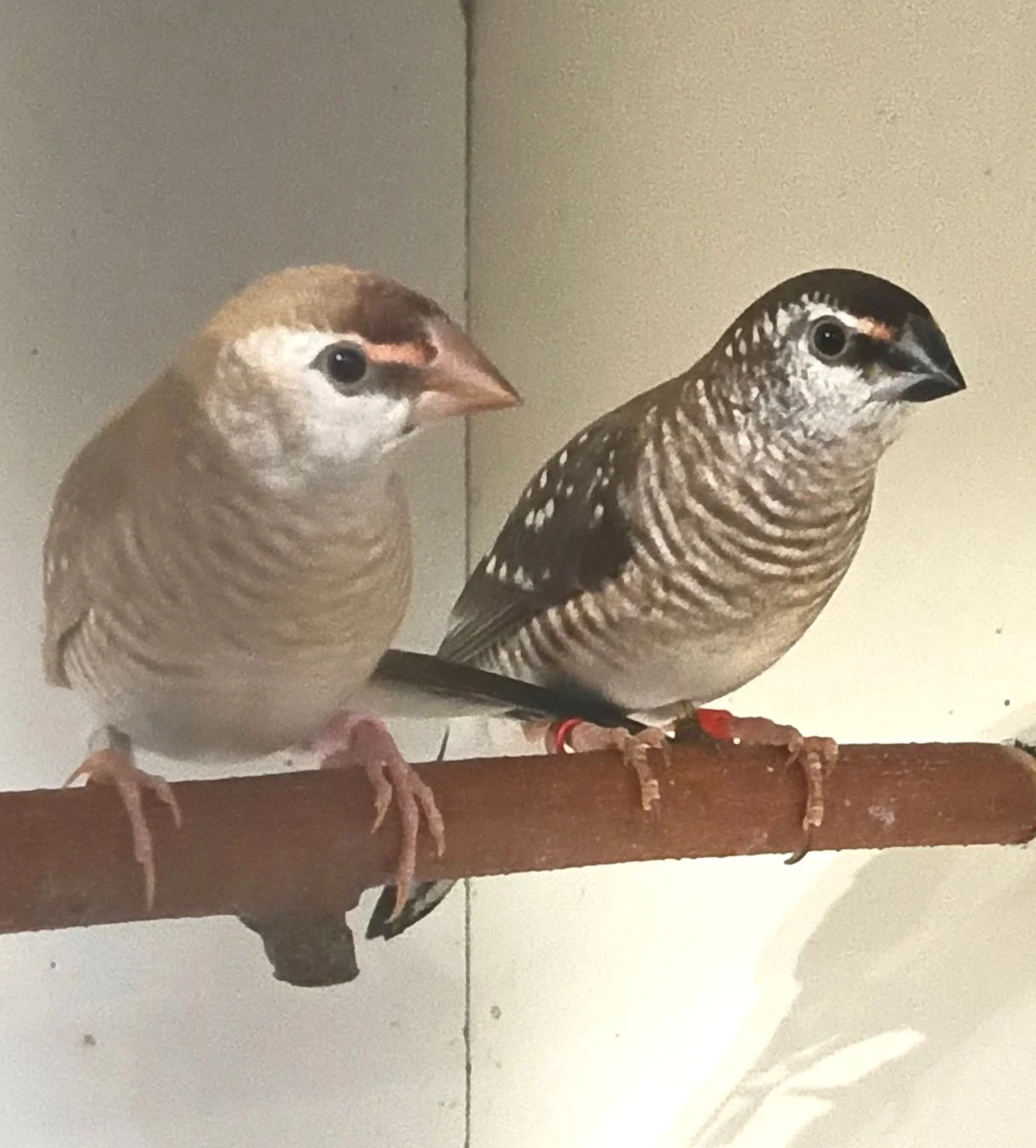 0,2 amadina pruhovaná