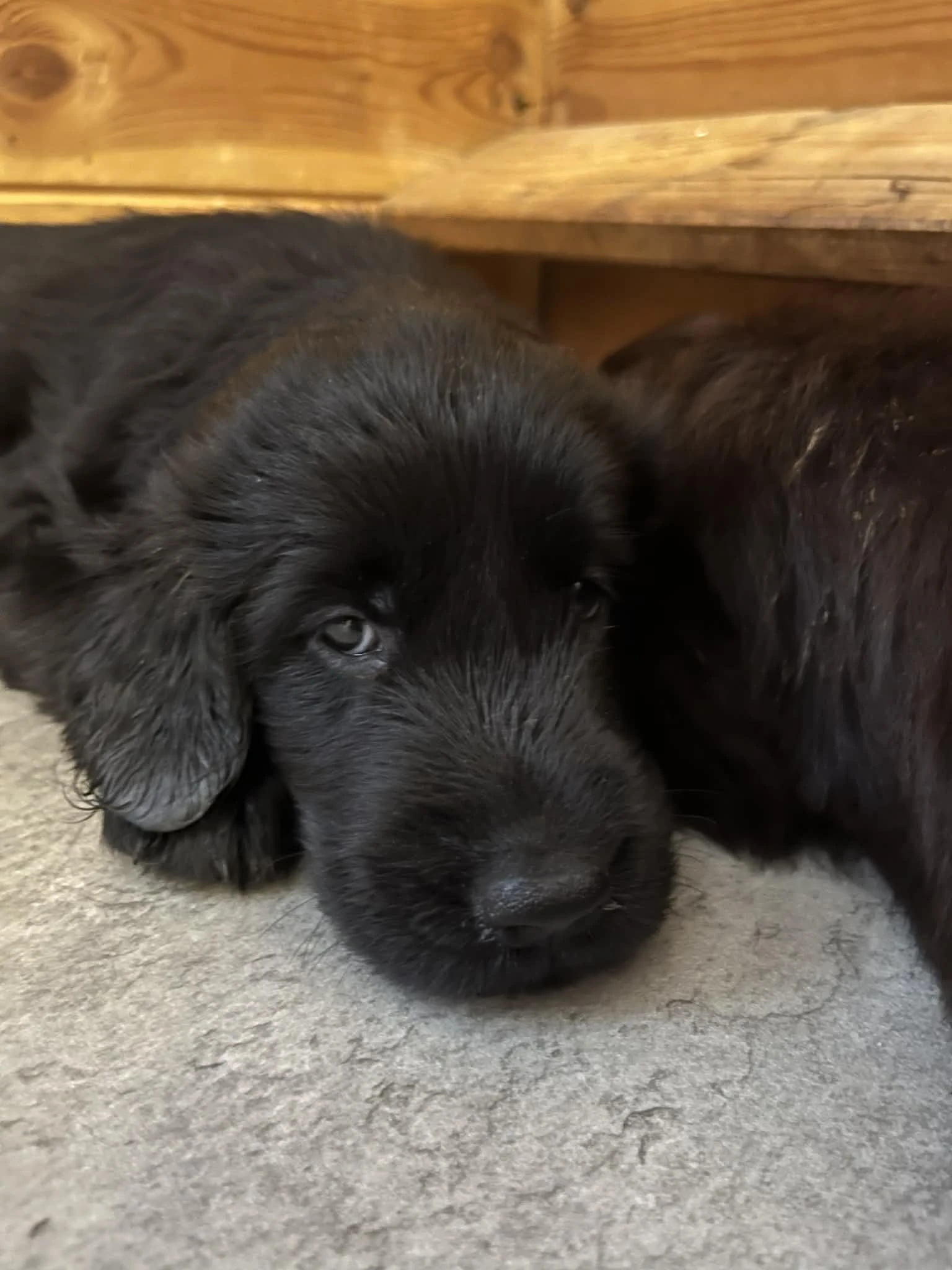 Flat coated retriever-nejkrásnější závěr roku-volná štěňátka