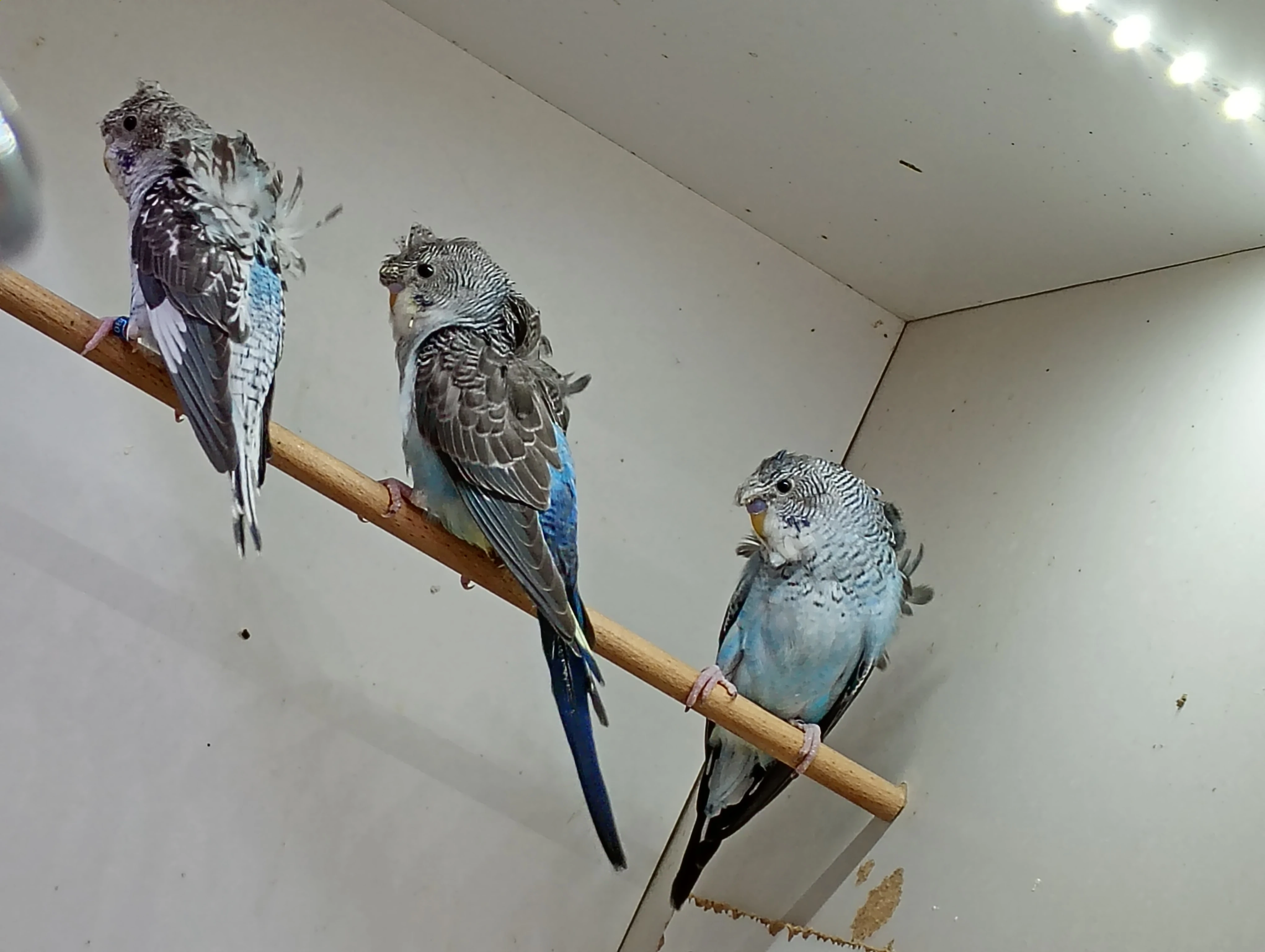 Andulka blackwings hagomoro