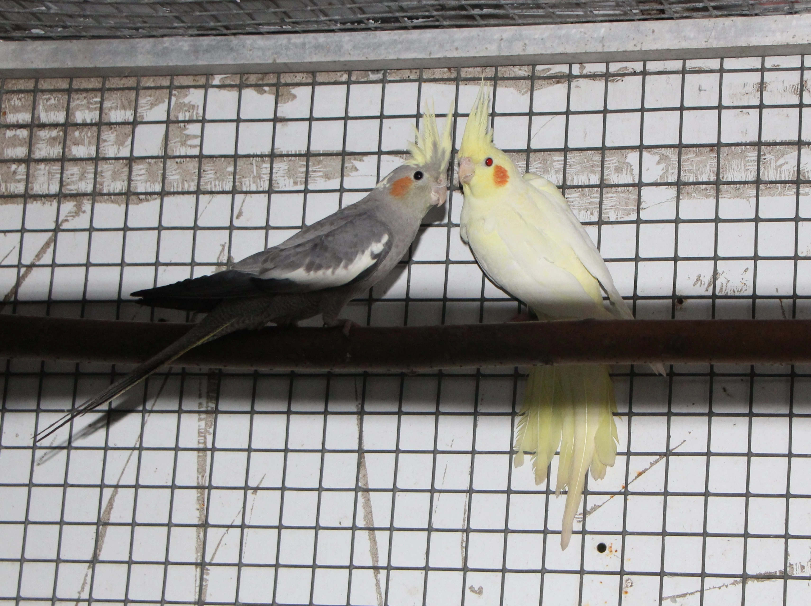 Prodám letošní odchovy