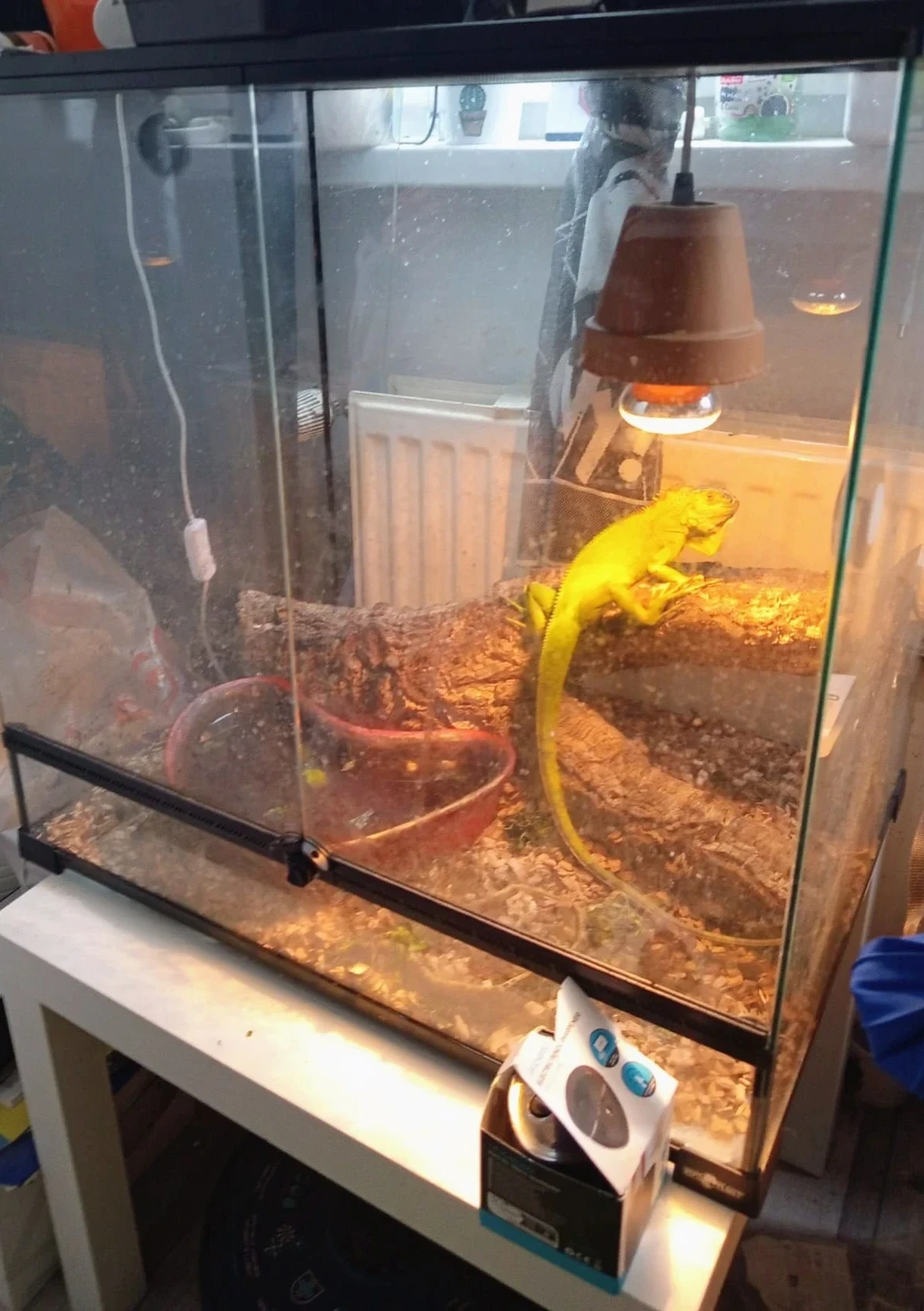 Daruji mladého leguána