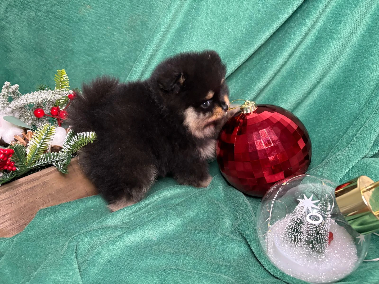 Štěňata pomeraniana s PP FCI