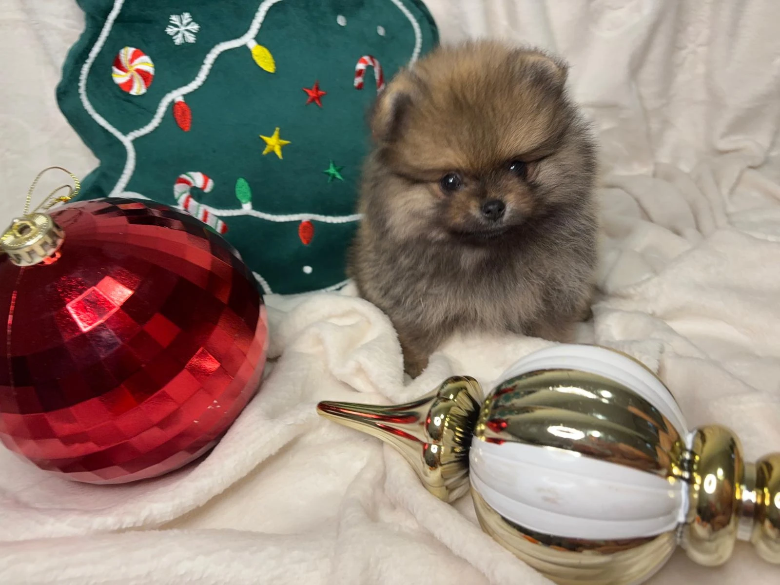 Štěňata pomeraniana s PP FCI