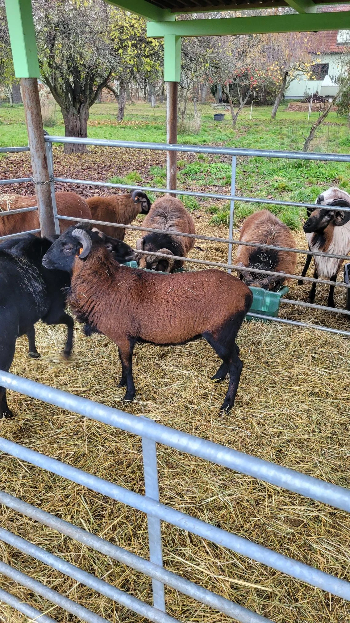 Prodej plemenný beran KA