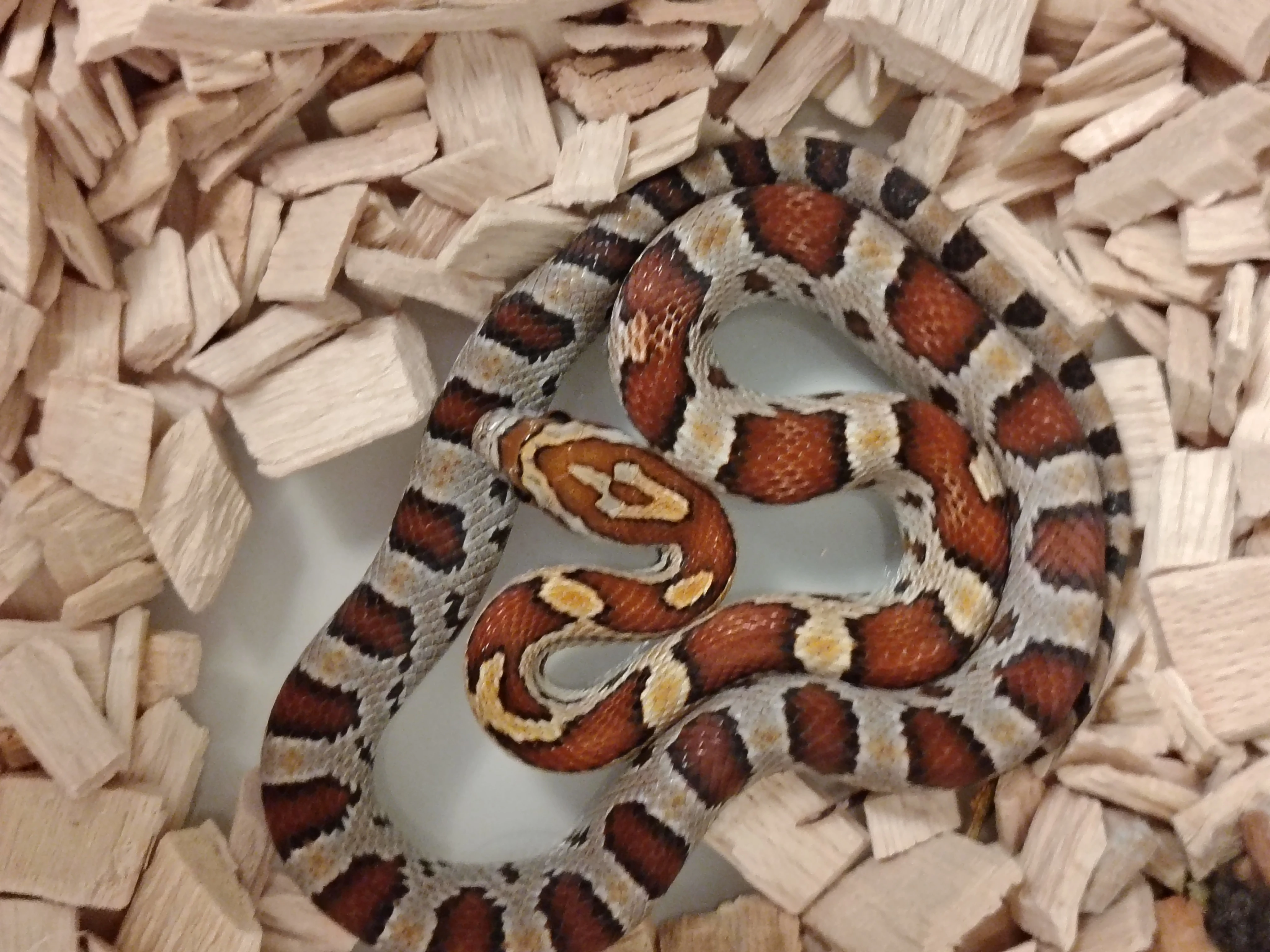 Prodám letní mláďata Užovky červené