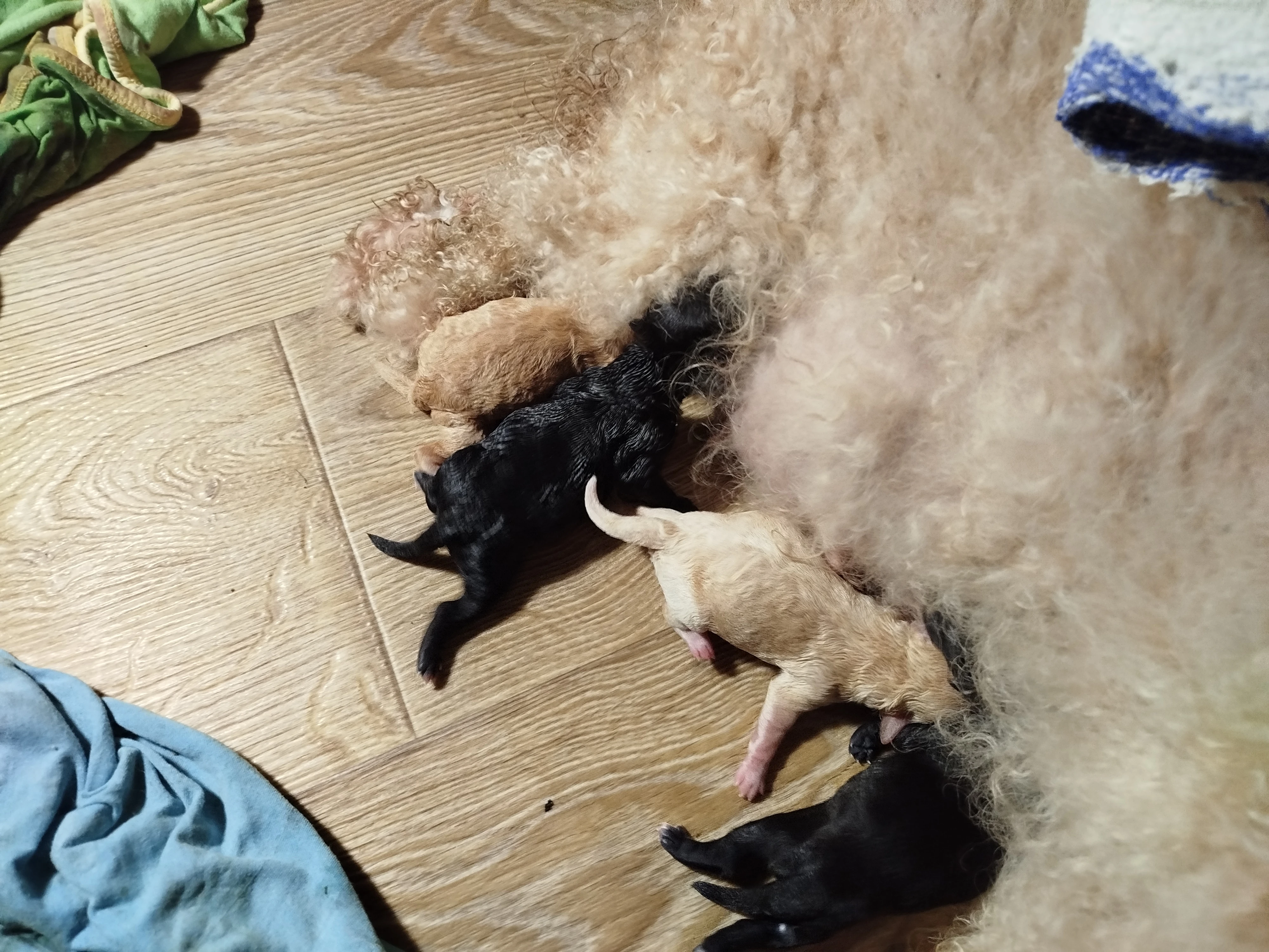 Ruská barevná bolonka štěňata s PP