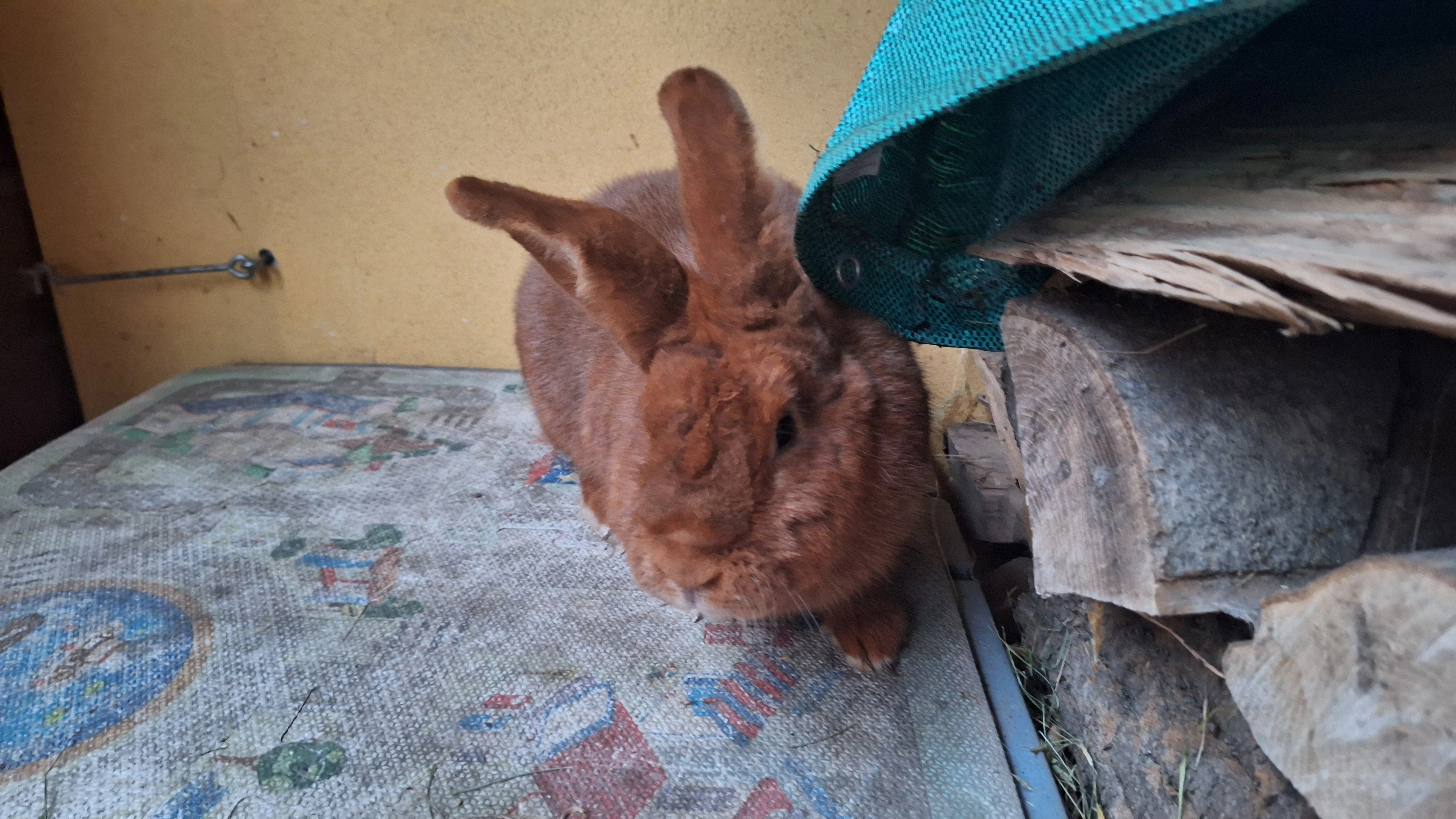 Ruším chov, prodám samice