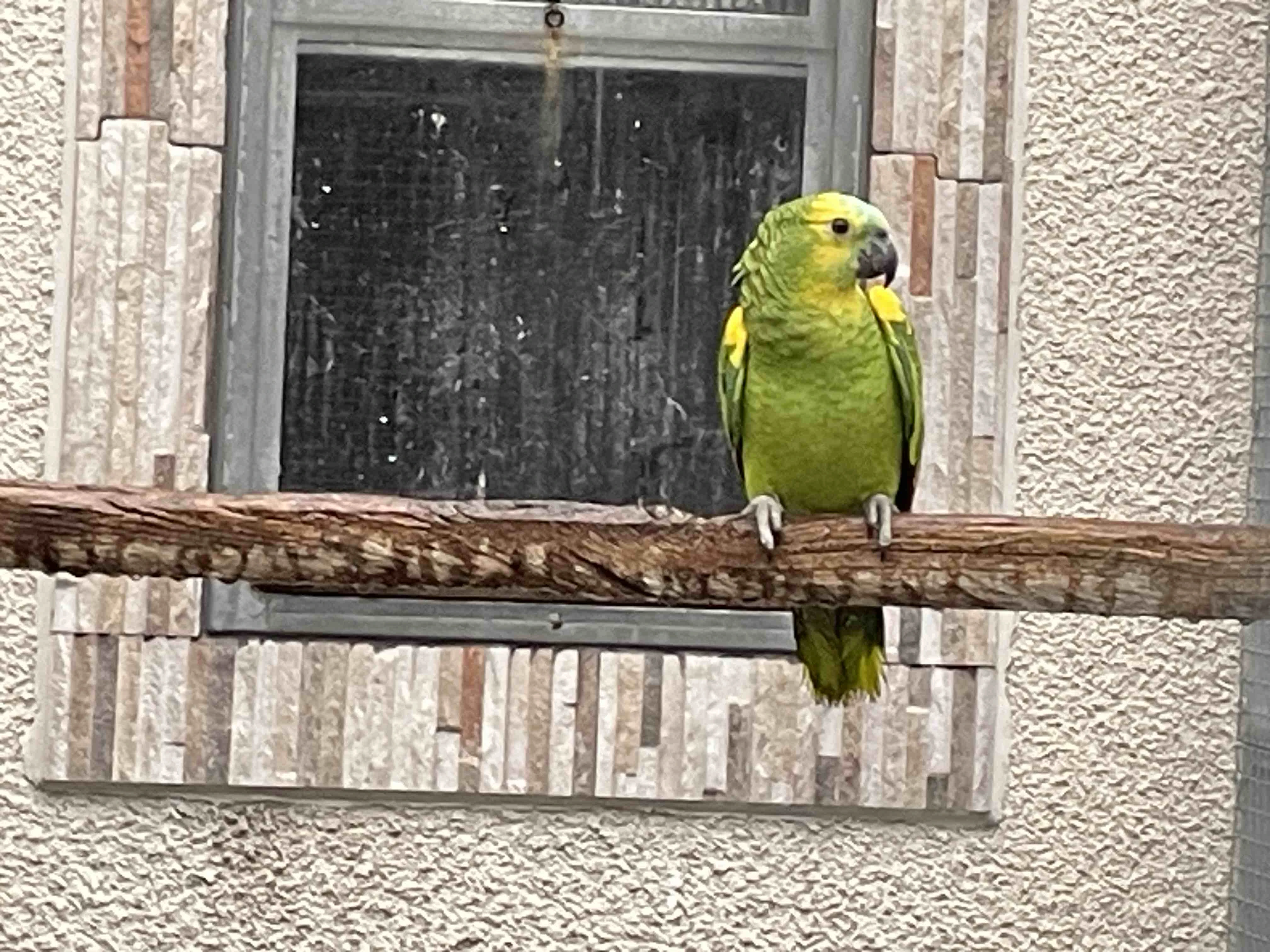 Amazoňan modročelý xanthopteryx