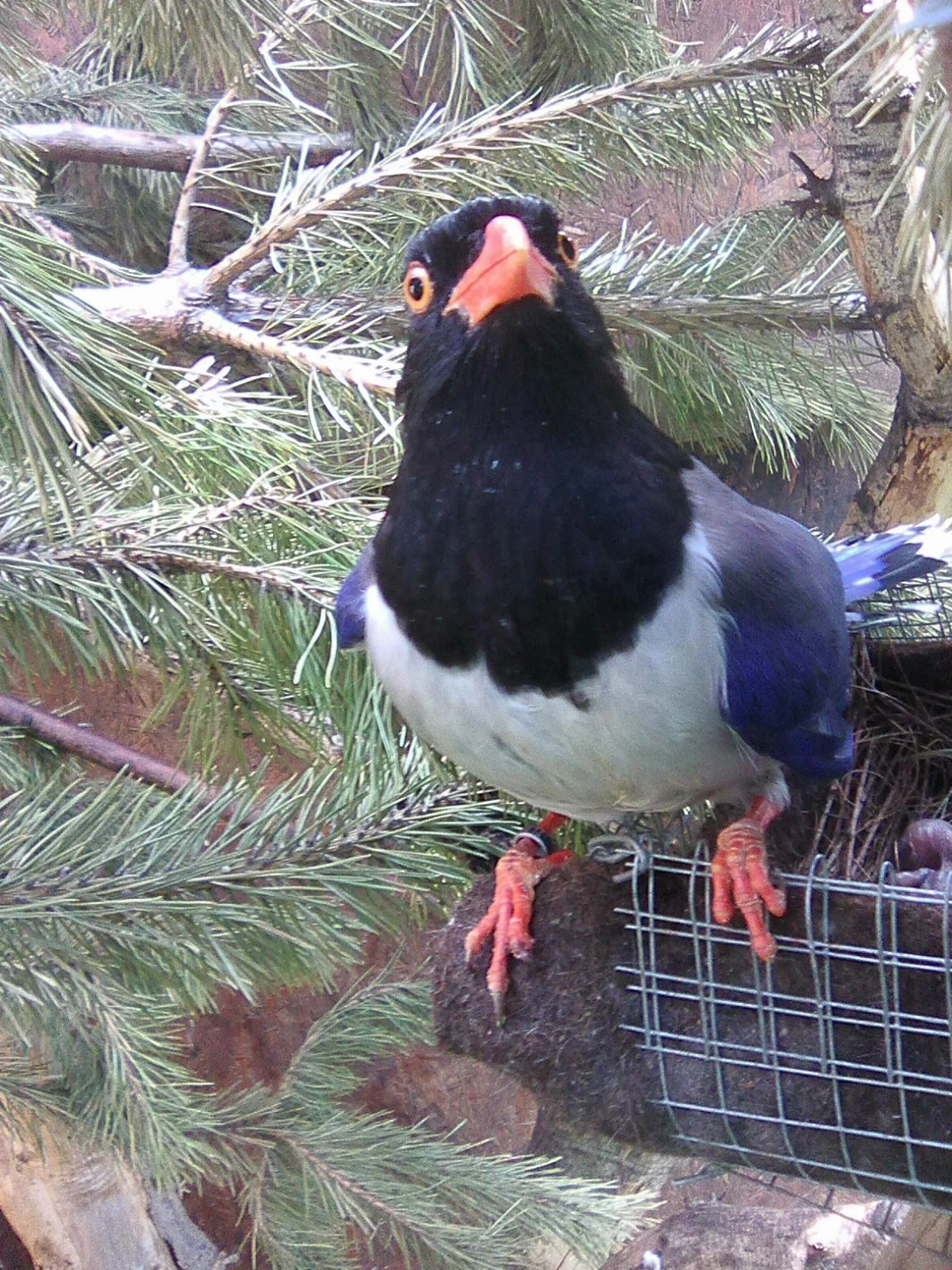 Prodám kraska červenozobá