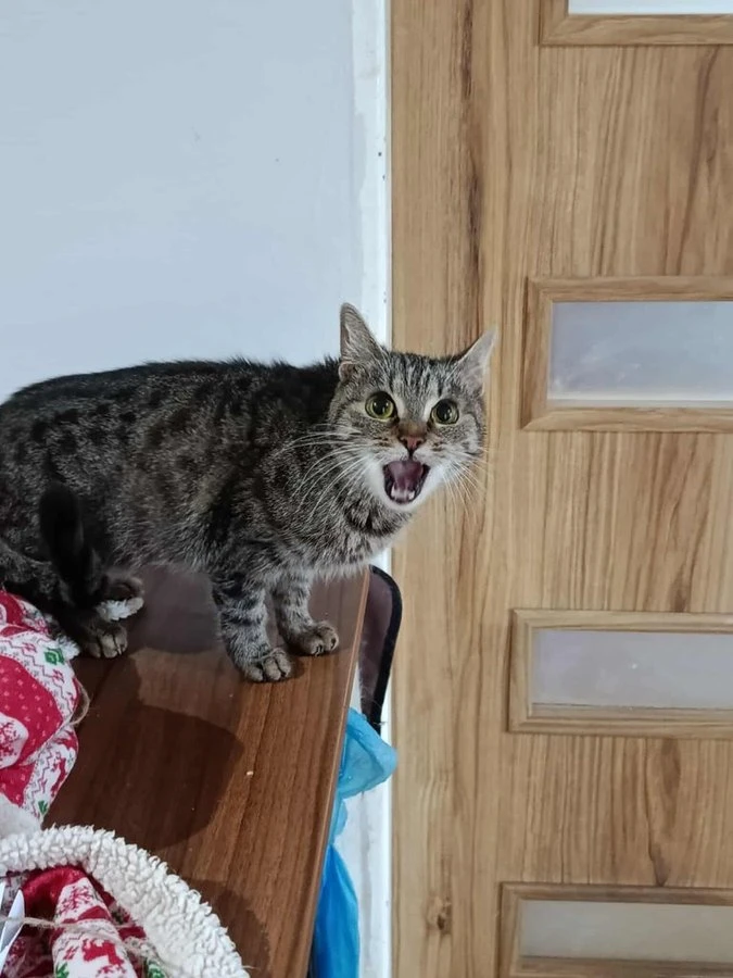 Evička z nevyhovujících podmínek hledá domov