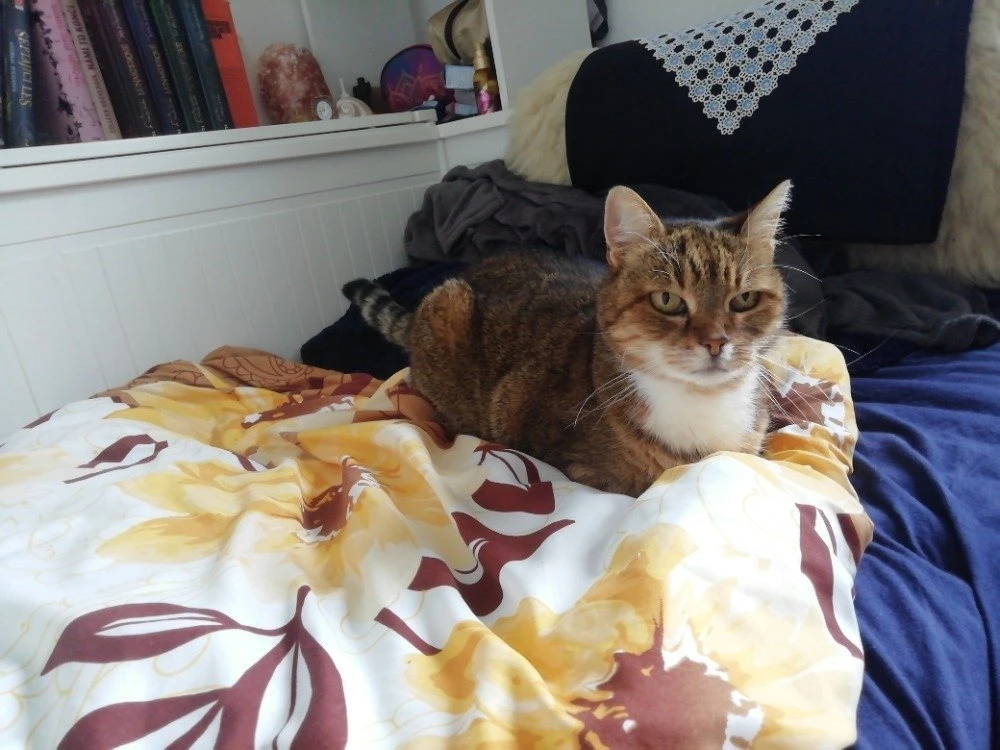 Starsi kočička po zemřelé majitelce hledá domov