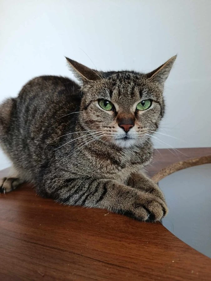 Pipi hledá trpělivý domov