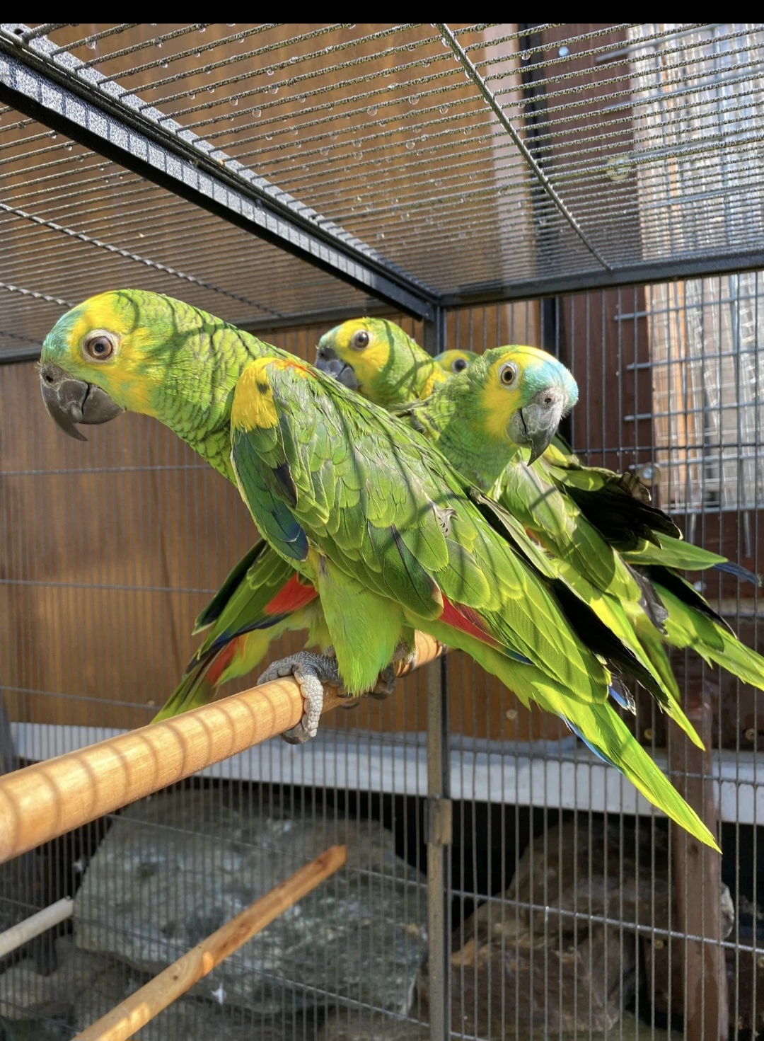 Amazoňan modročely