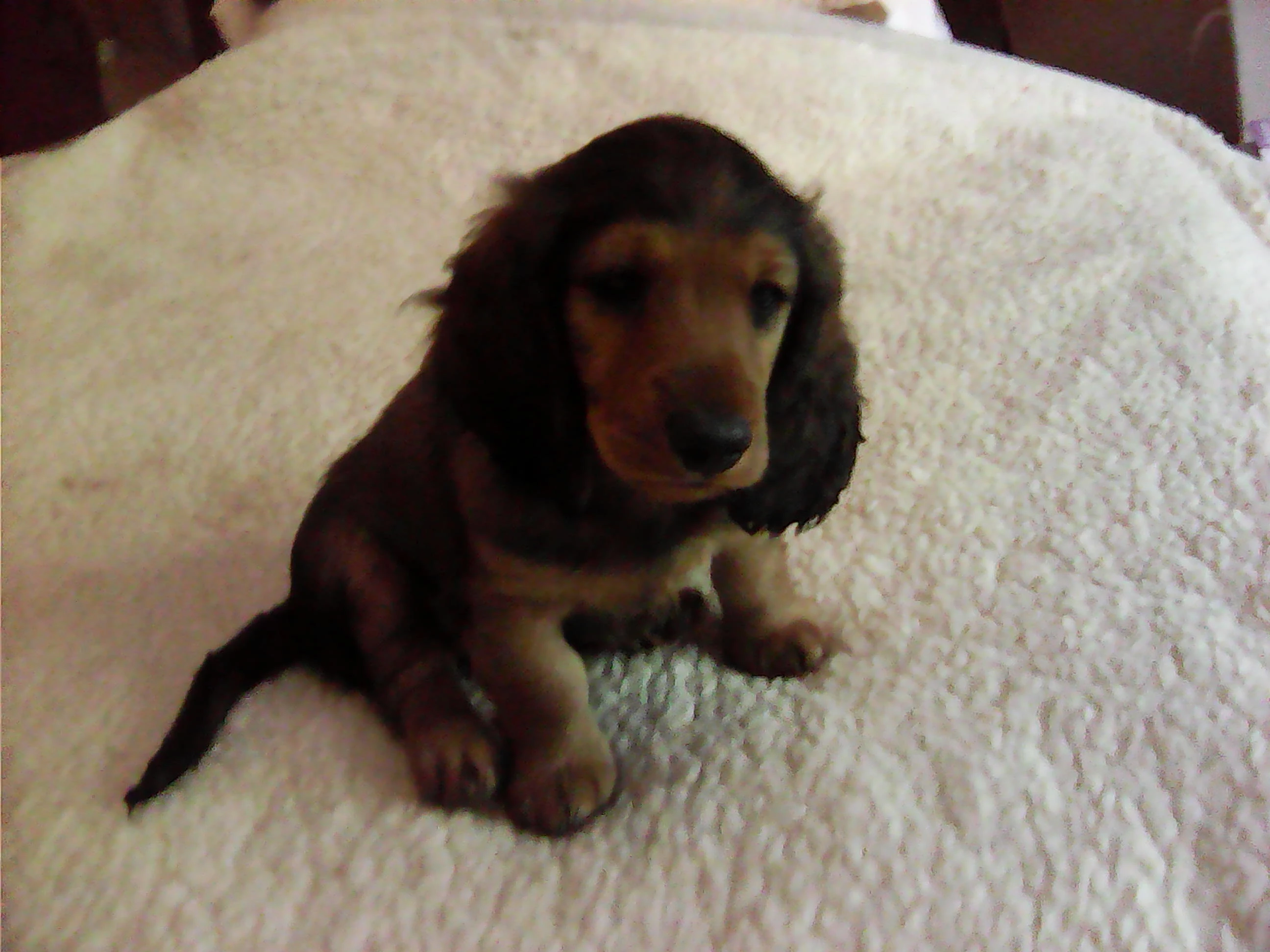 Štěňata jezevčíka dlouhosrstého