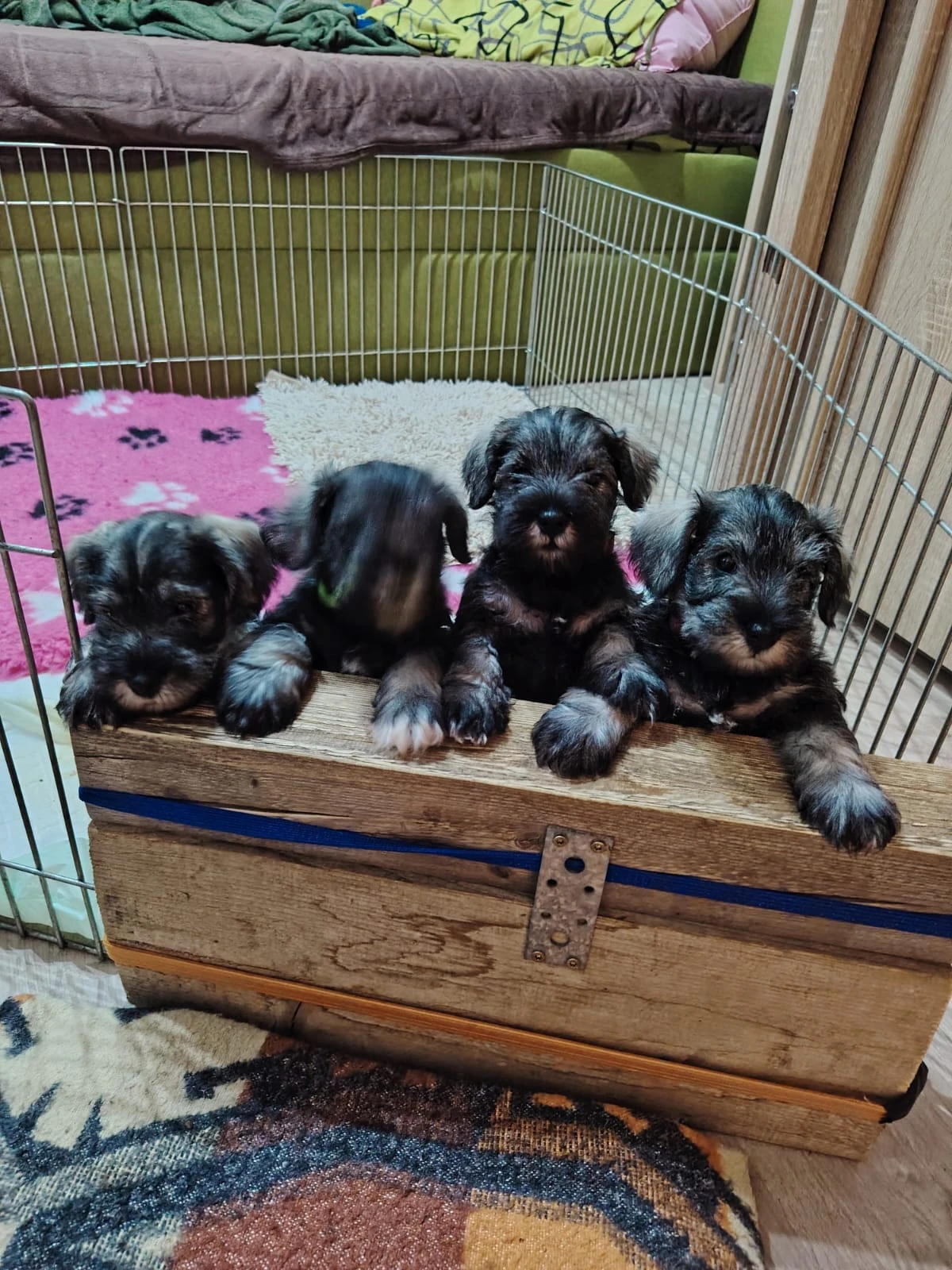 Prodám štěňata knírač malý PS