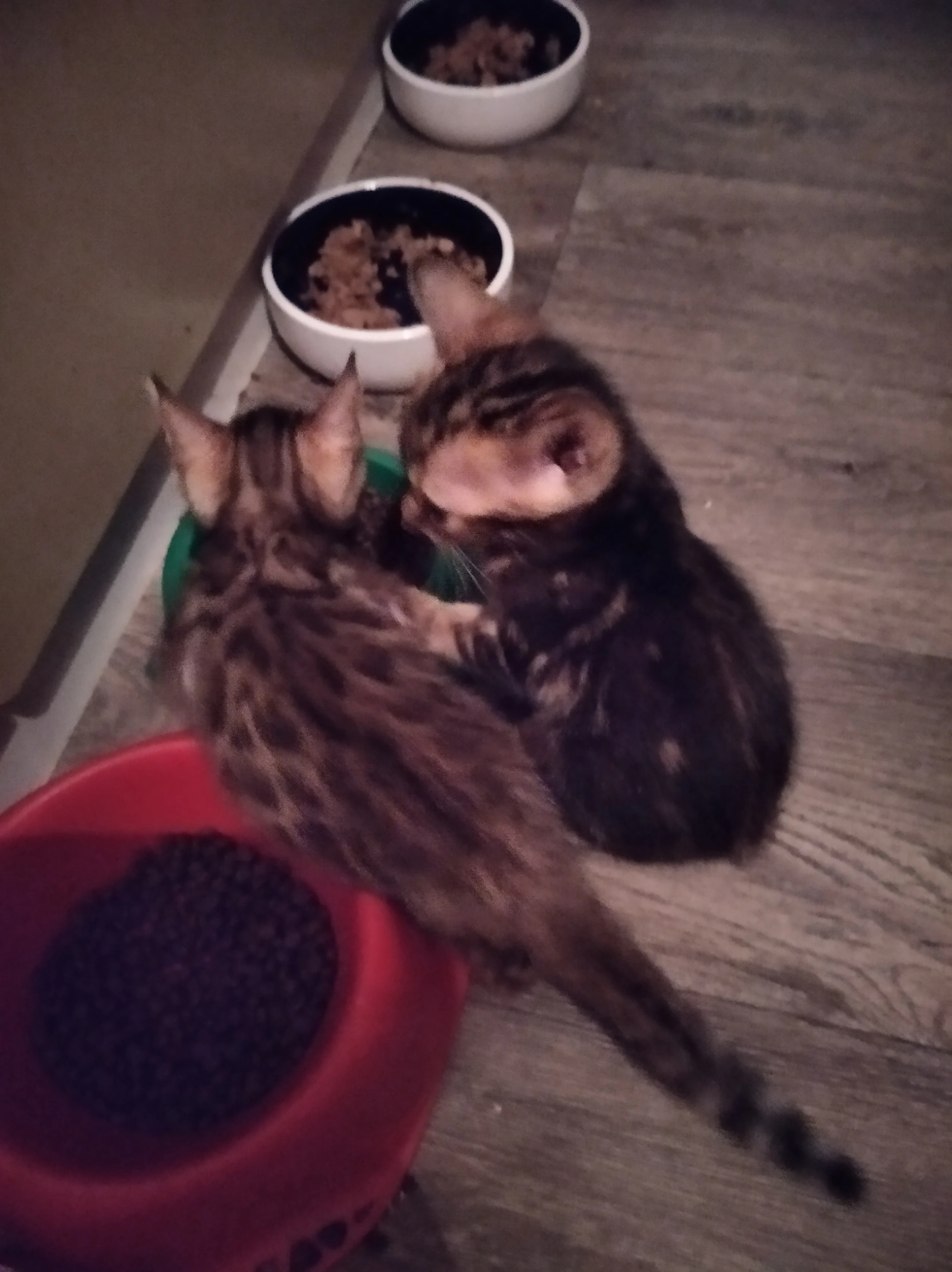 Bengálské koťátka s PP