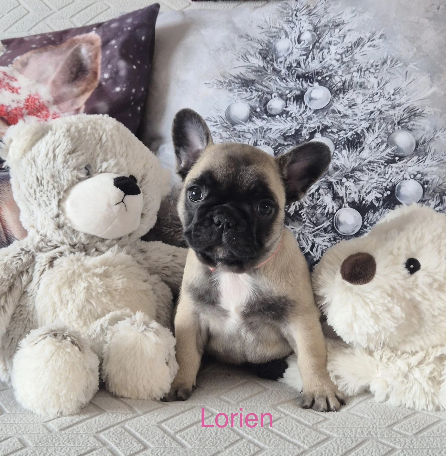 Francouzský buldoček