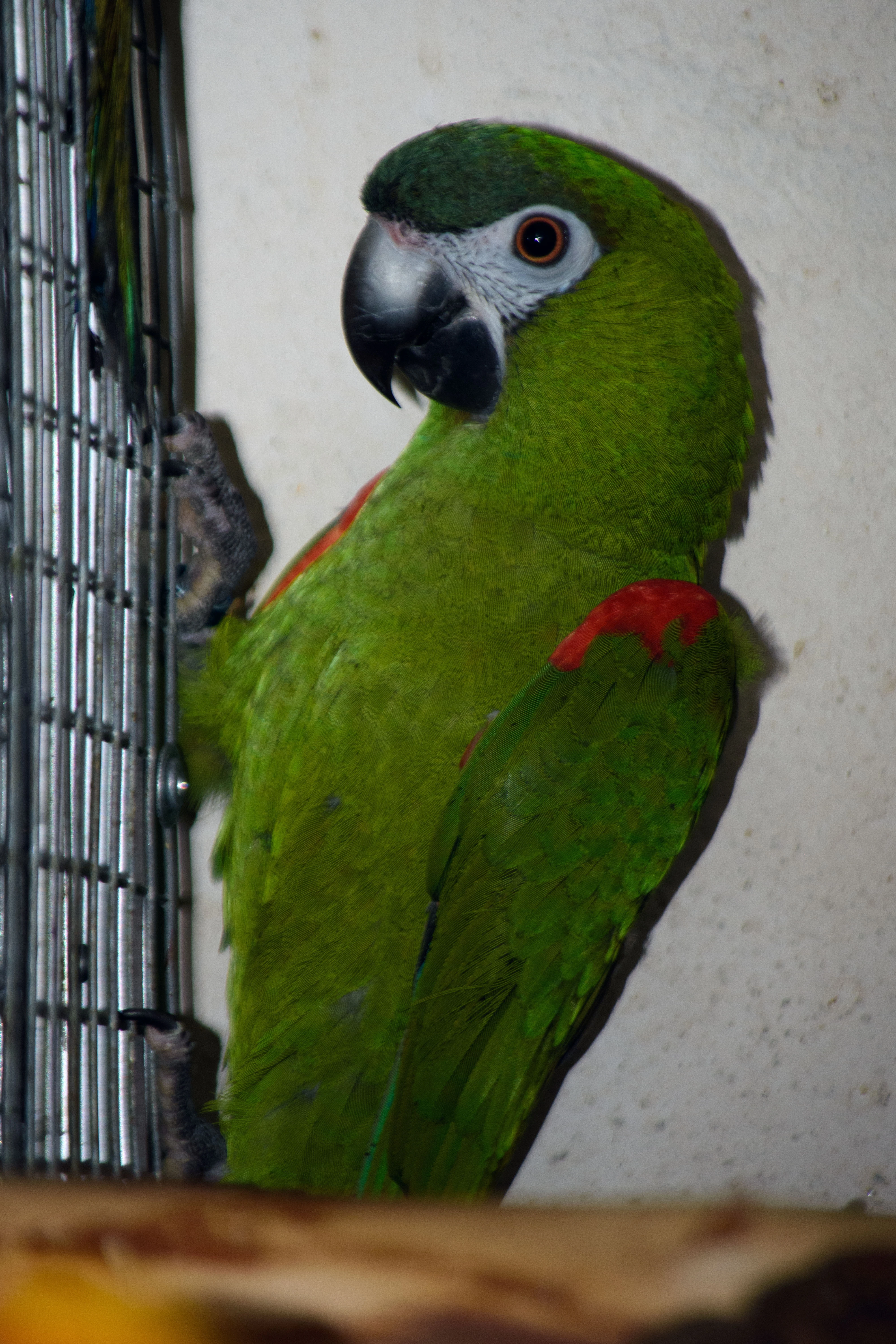 Ara čevenoramenný prodám