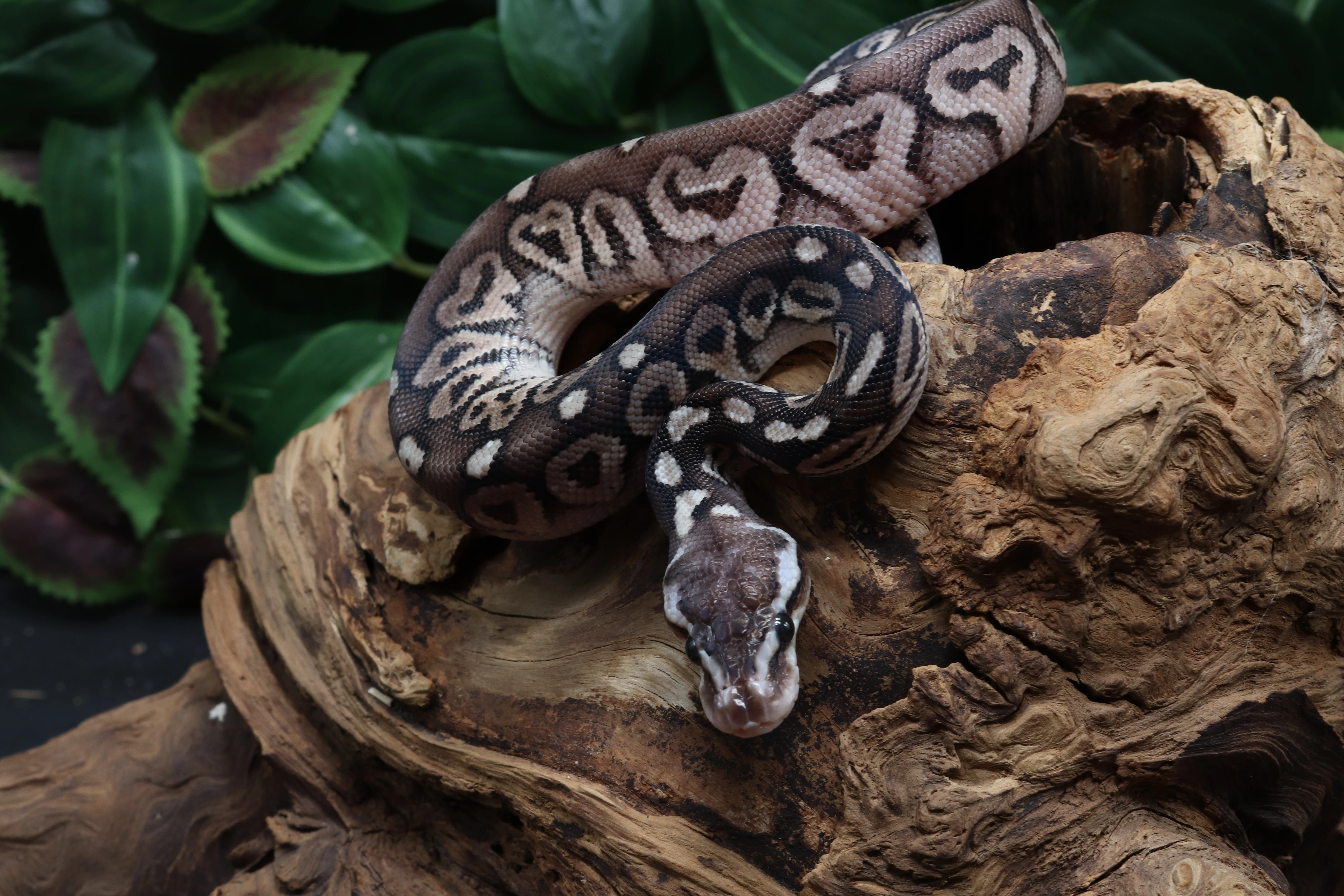 Krajta královská - samec - Black Pewter