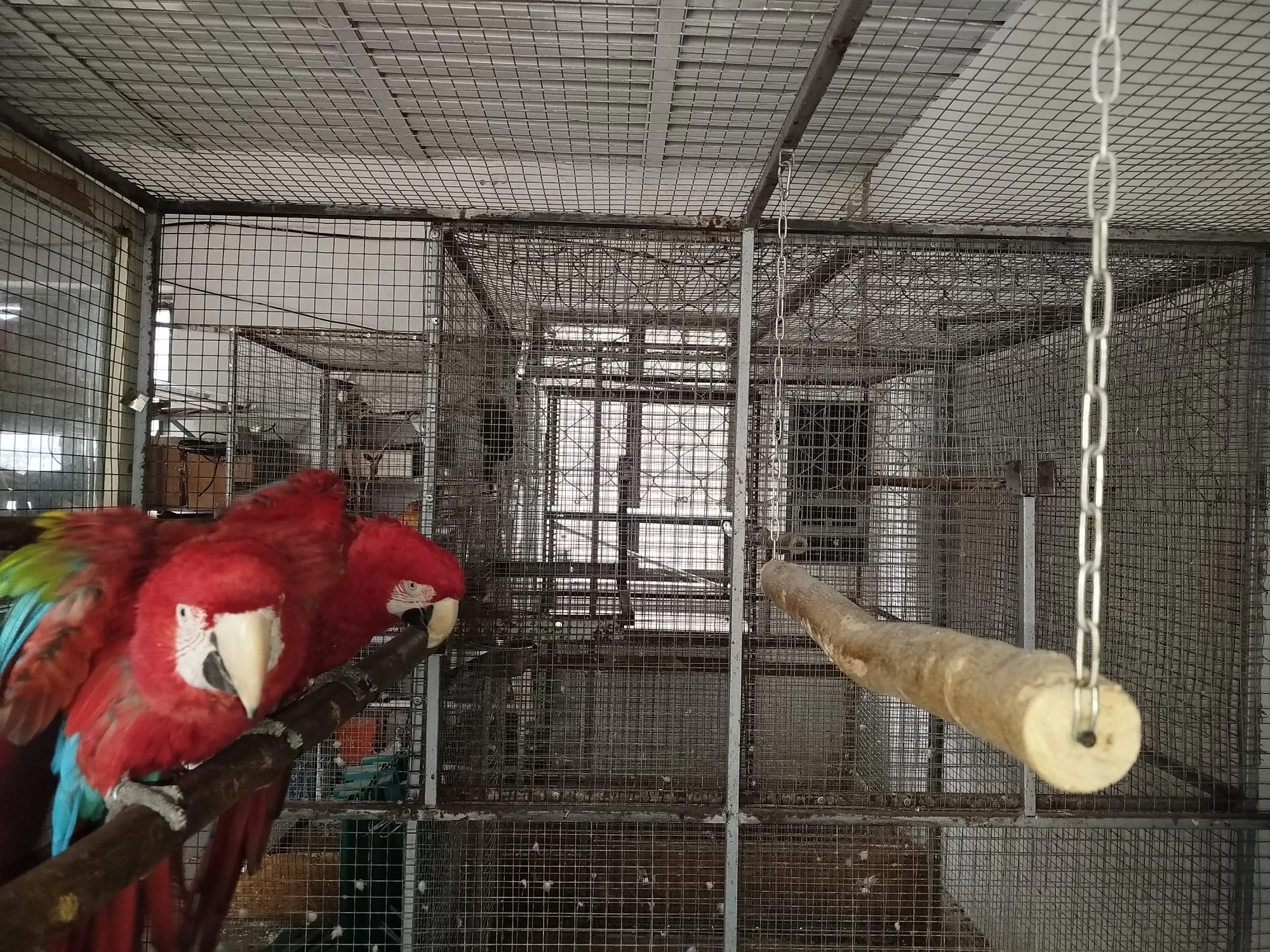 Ara zelenokřídlý 1,1