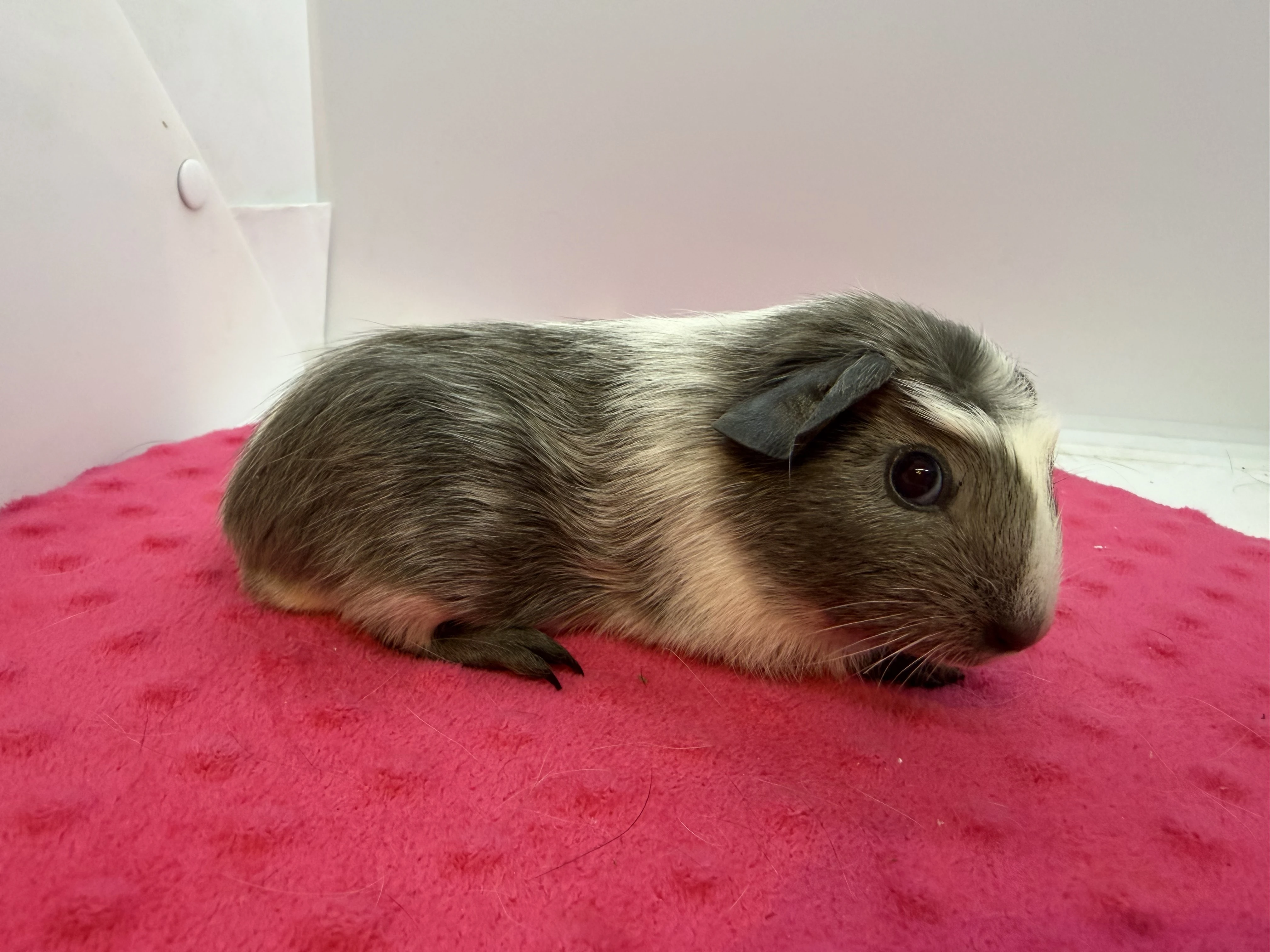 Morče crested sameček dalmatin aguti blue/bílá