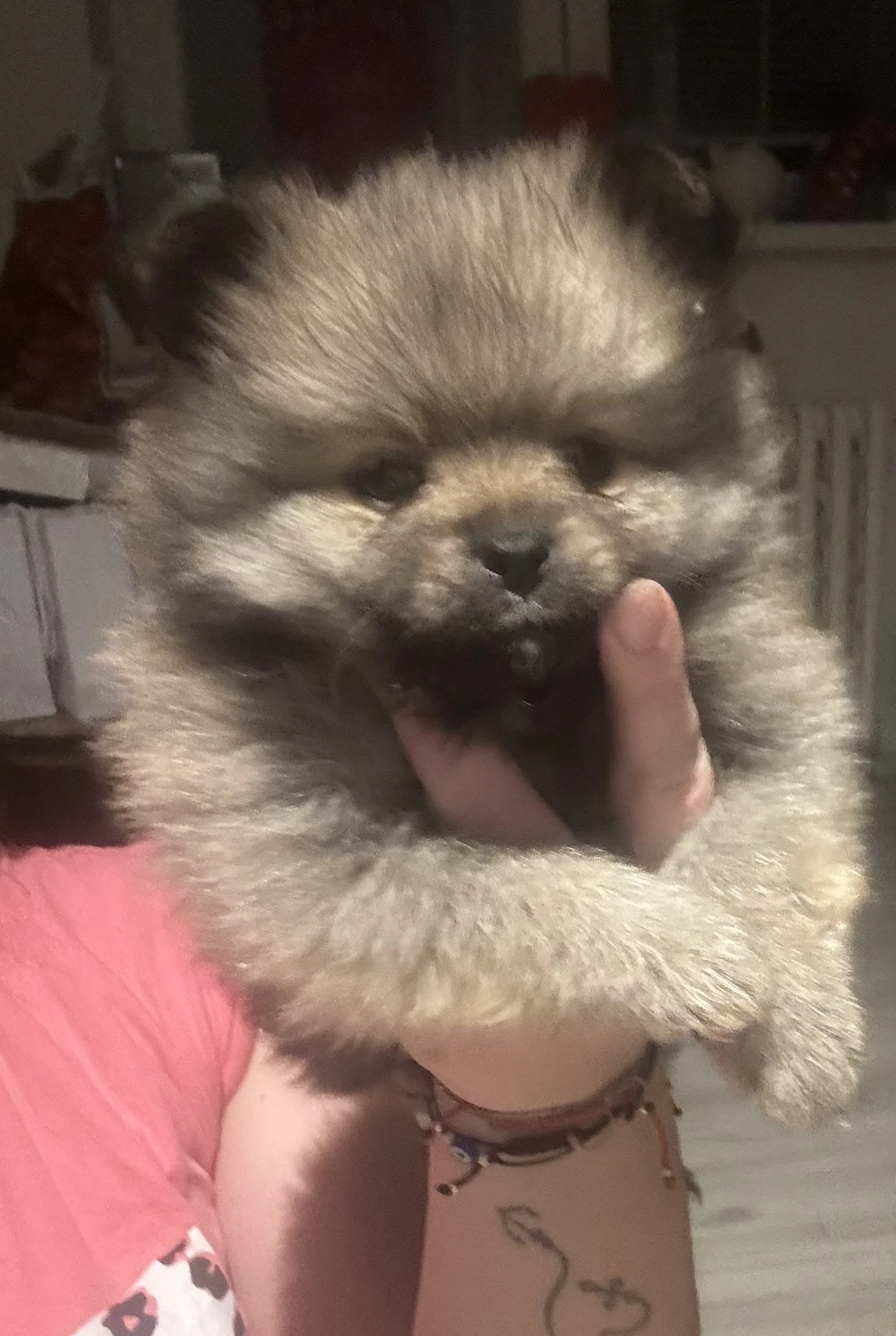 Pomeranian