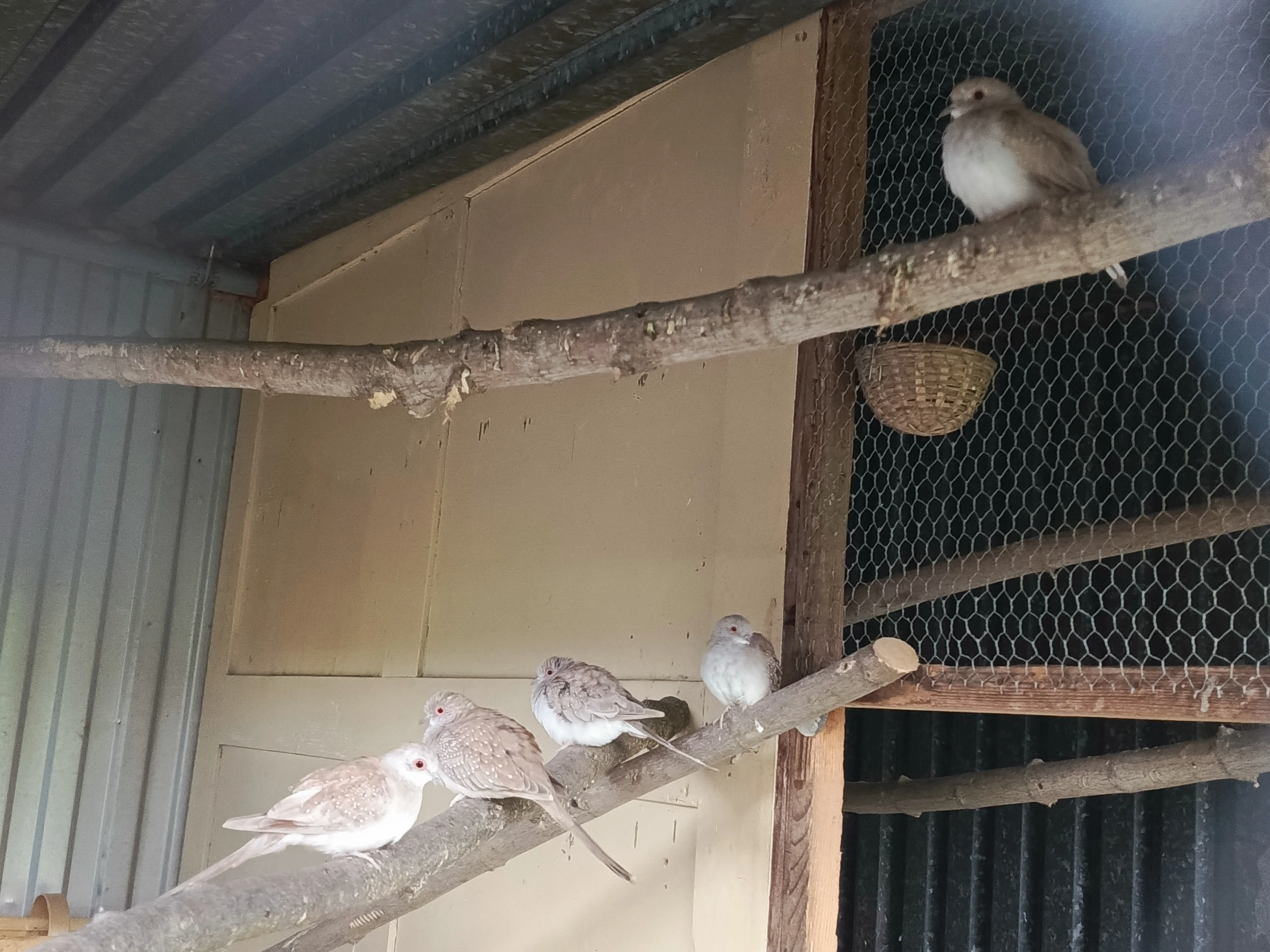 Holoubek diamantový