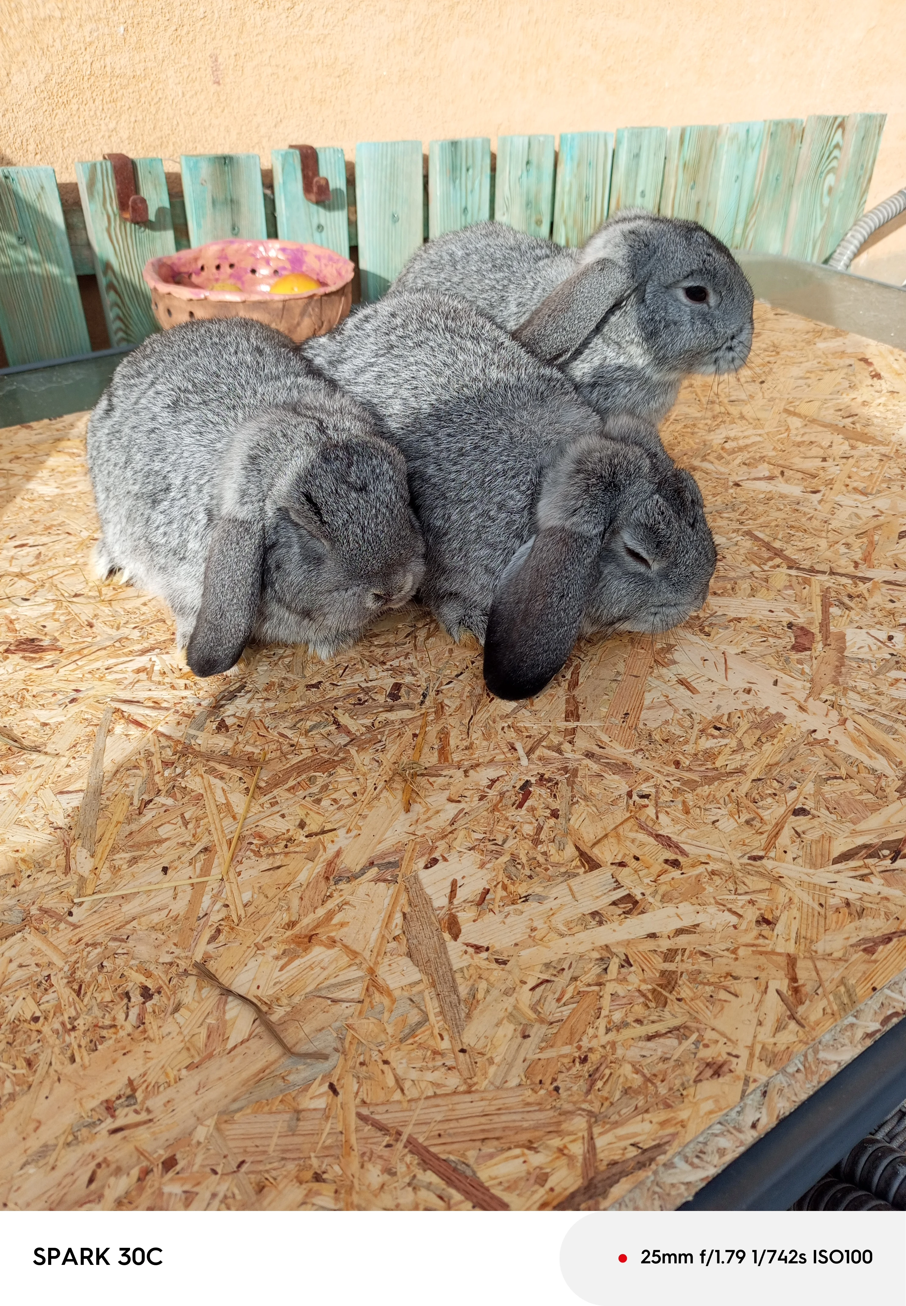 Prodám Zakrslé beránky činčilové