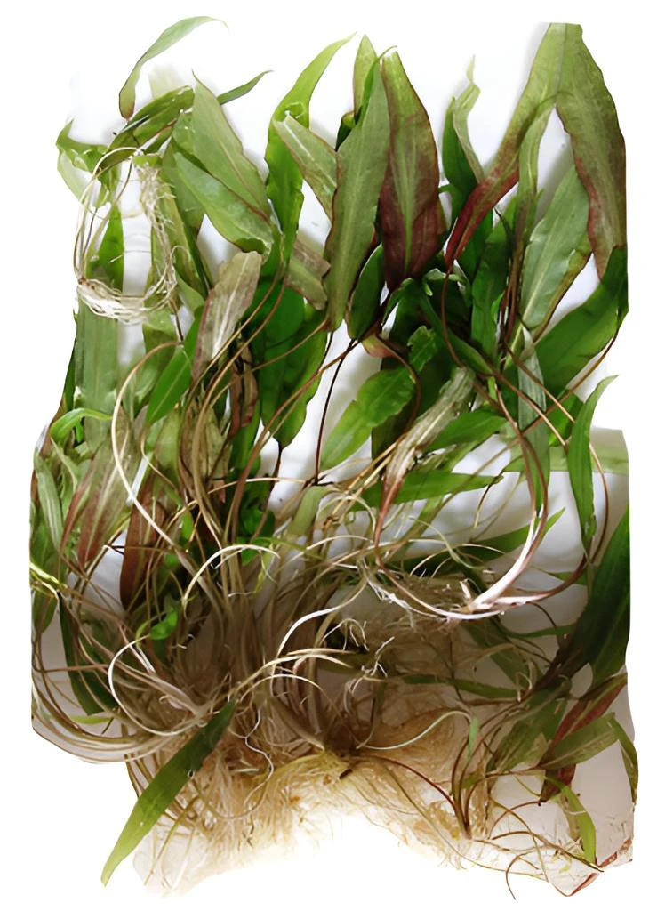 Kryptokoryny červené Cryptocoryne affinis