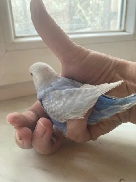 Andulky na ochočení