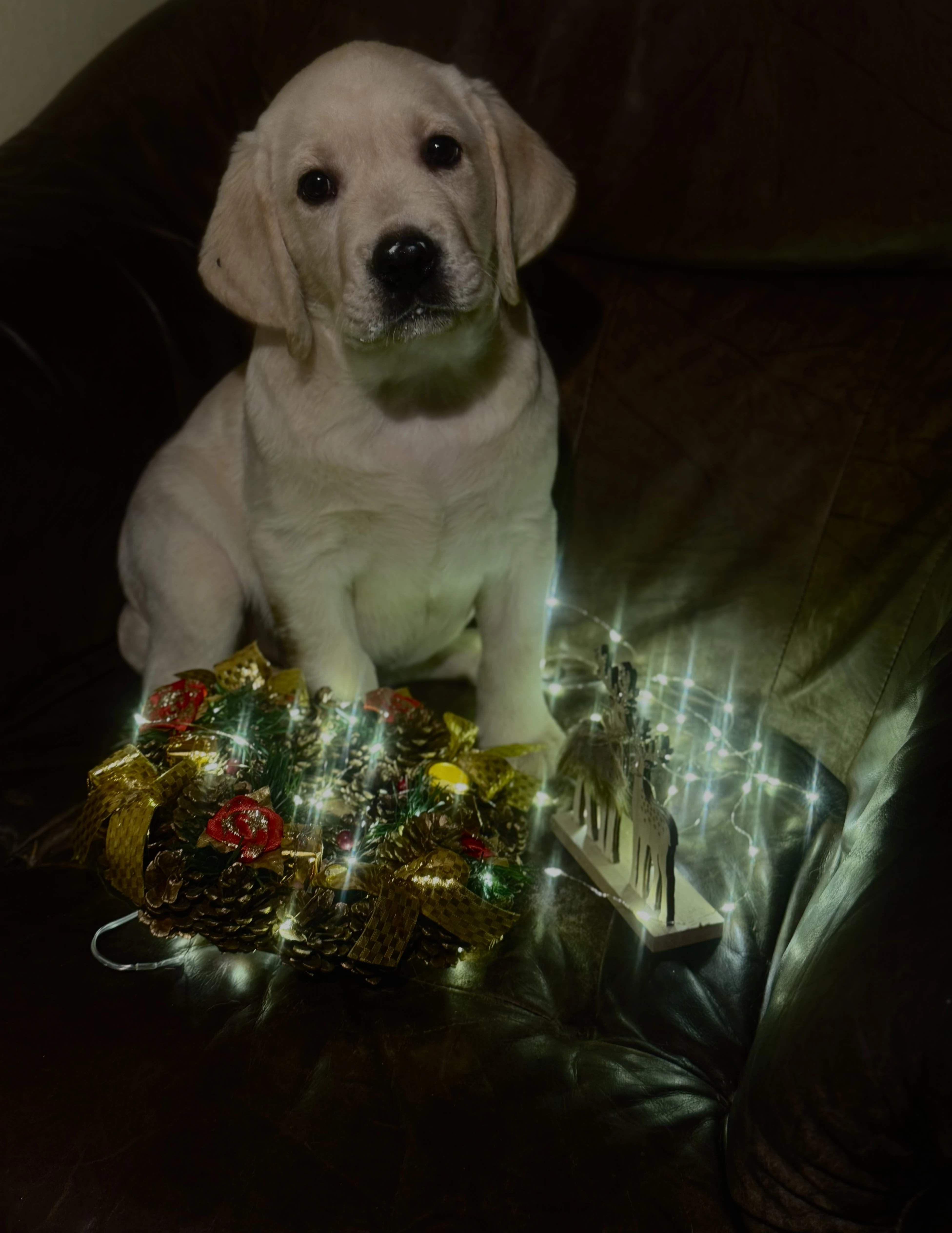 Labrador retriever s PP