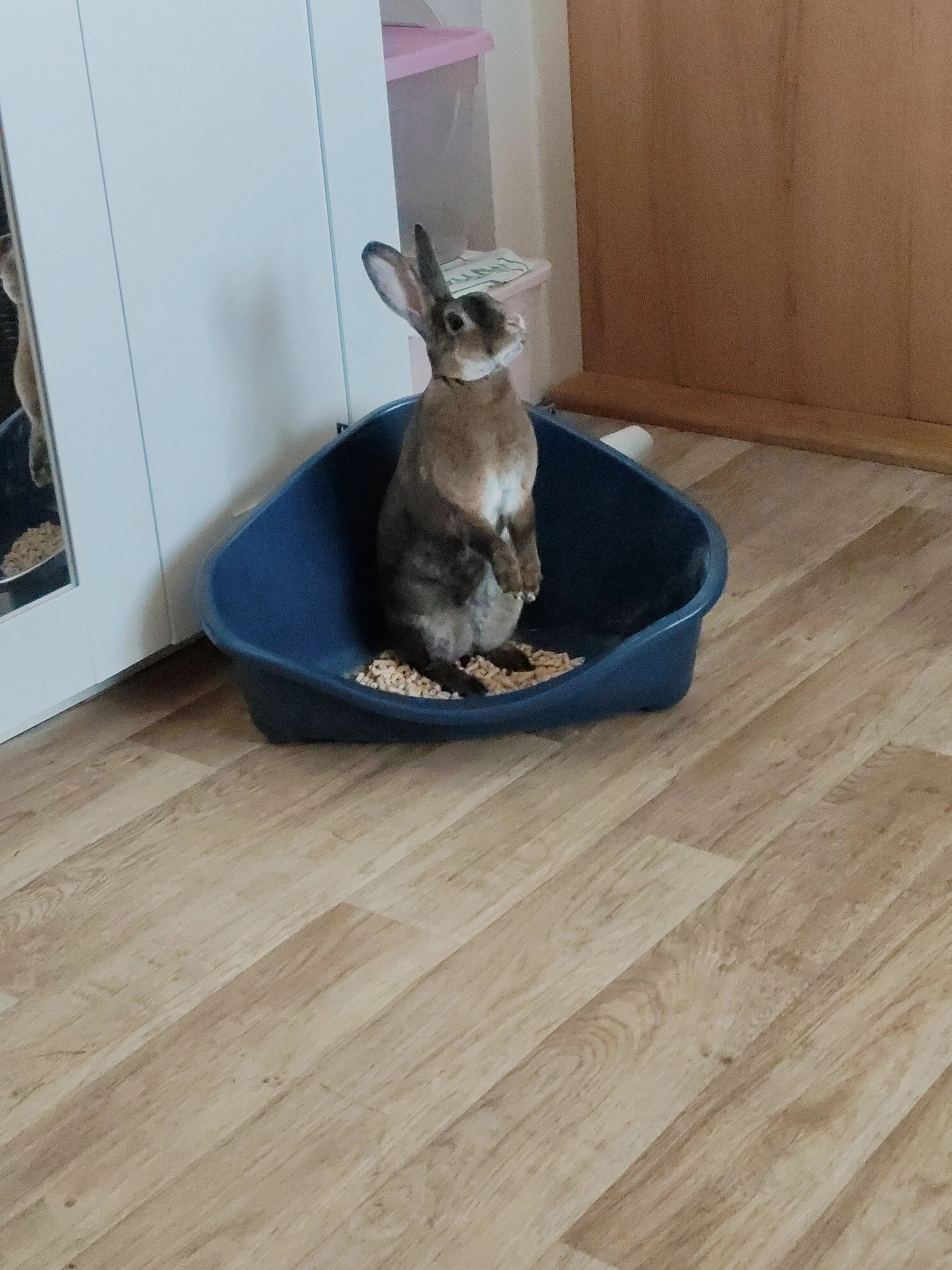 Daruji zakrslé králíčky