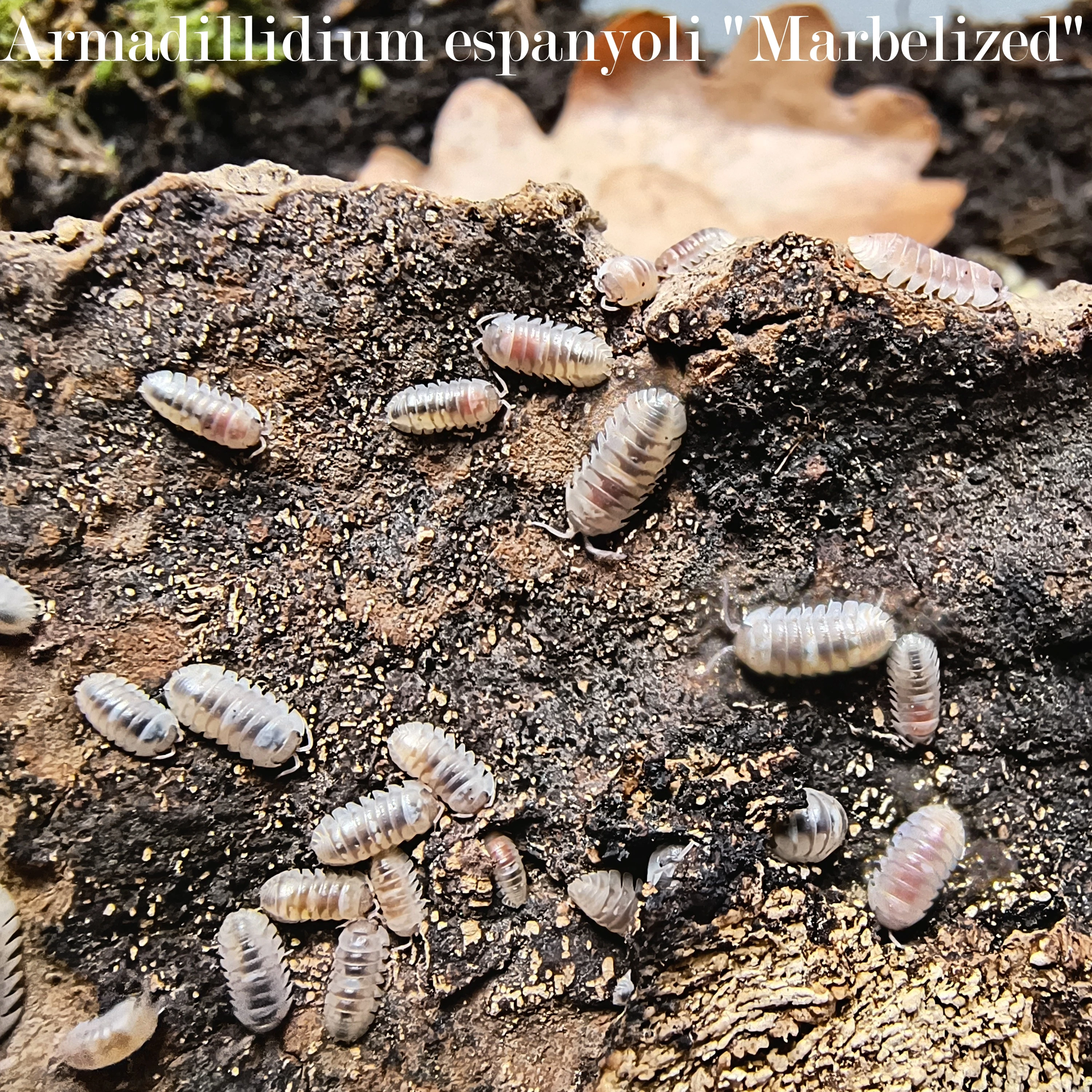 Isopody - výhodné balíčky