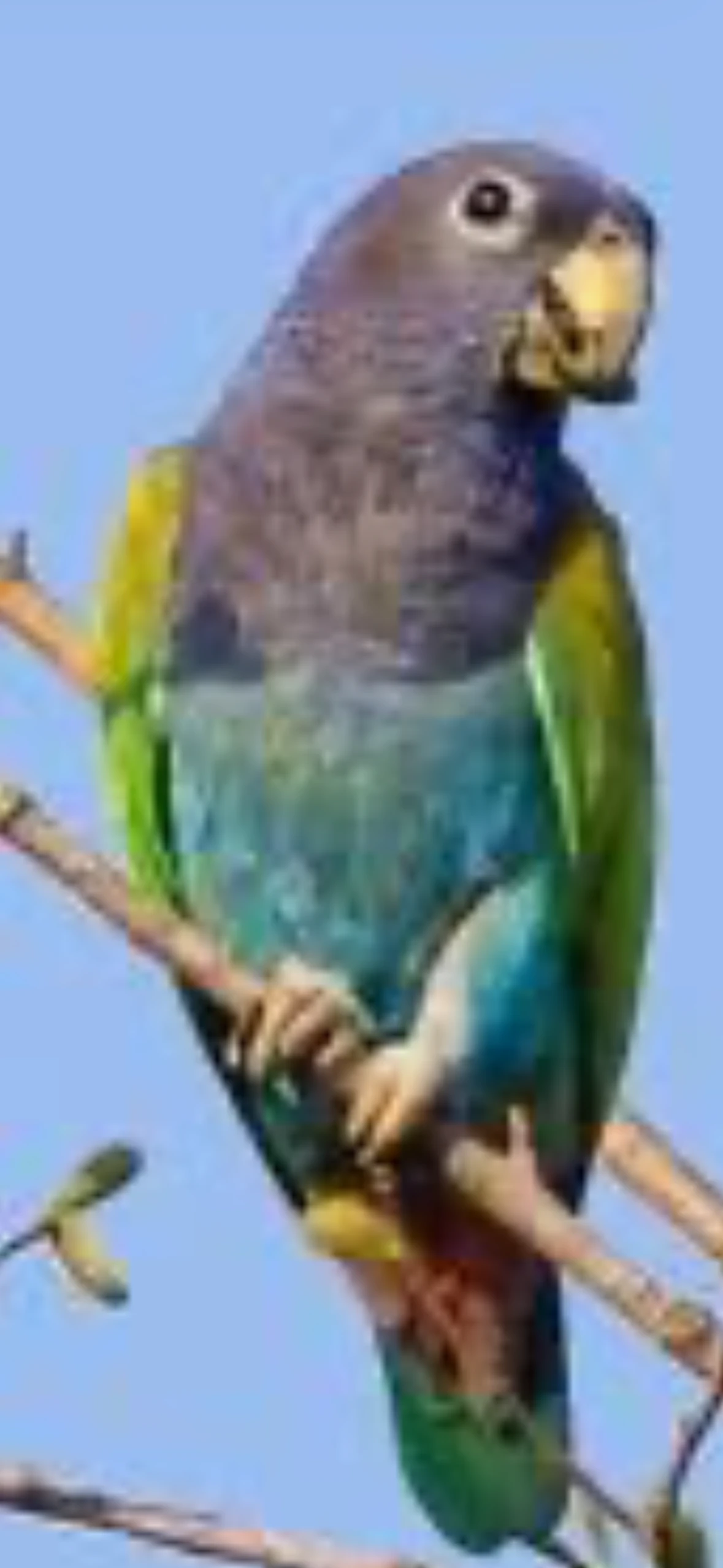 Amazonek modrohlavy brazilsky