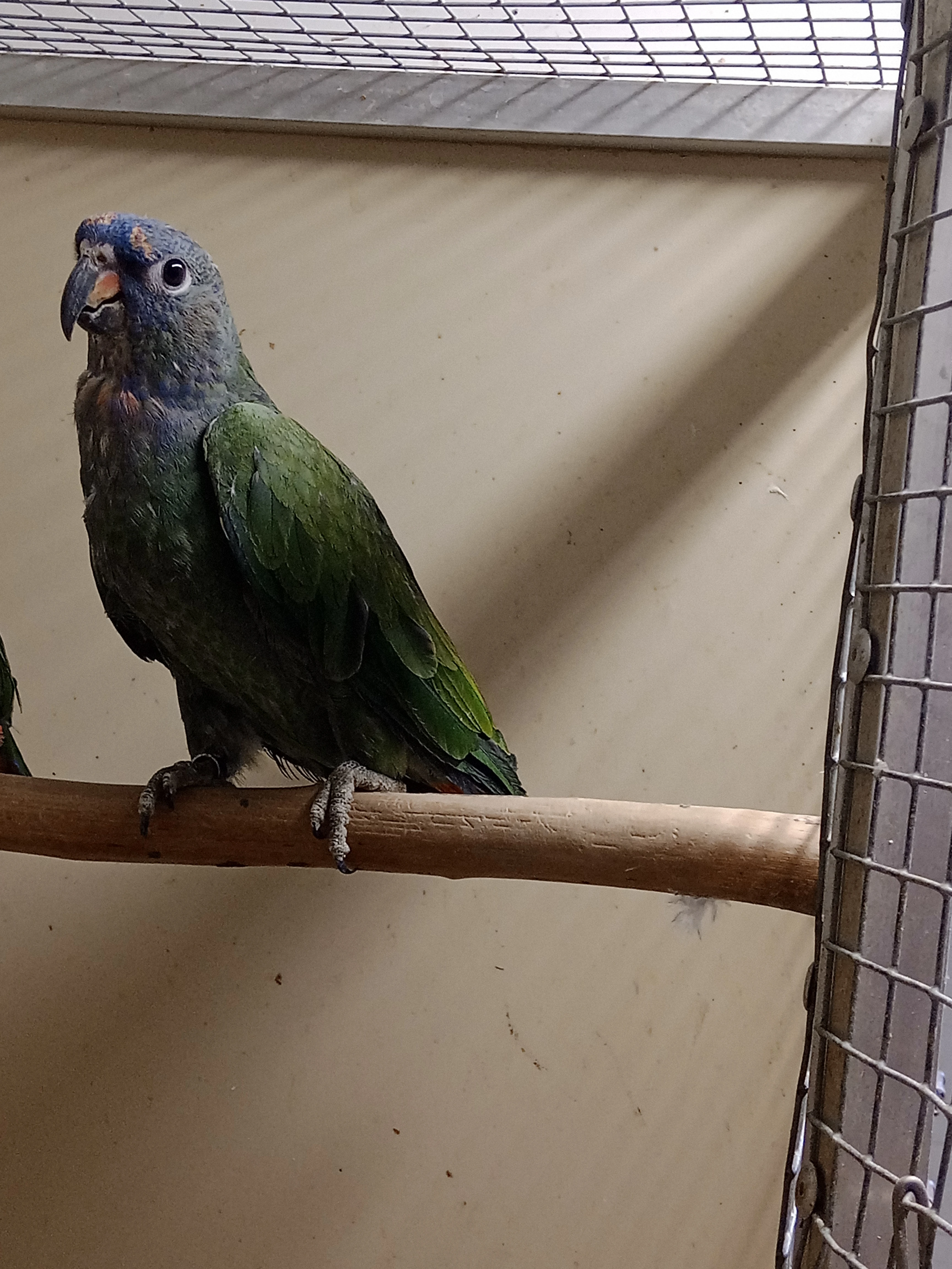 Koupím starší 0.1 Amazónek modrohlavý