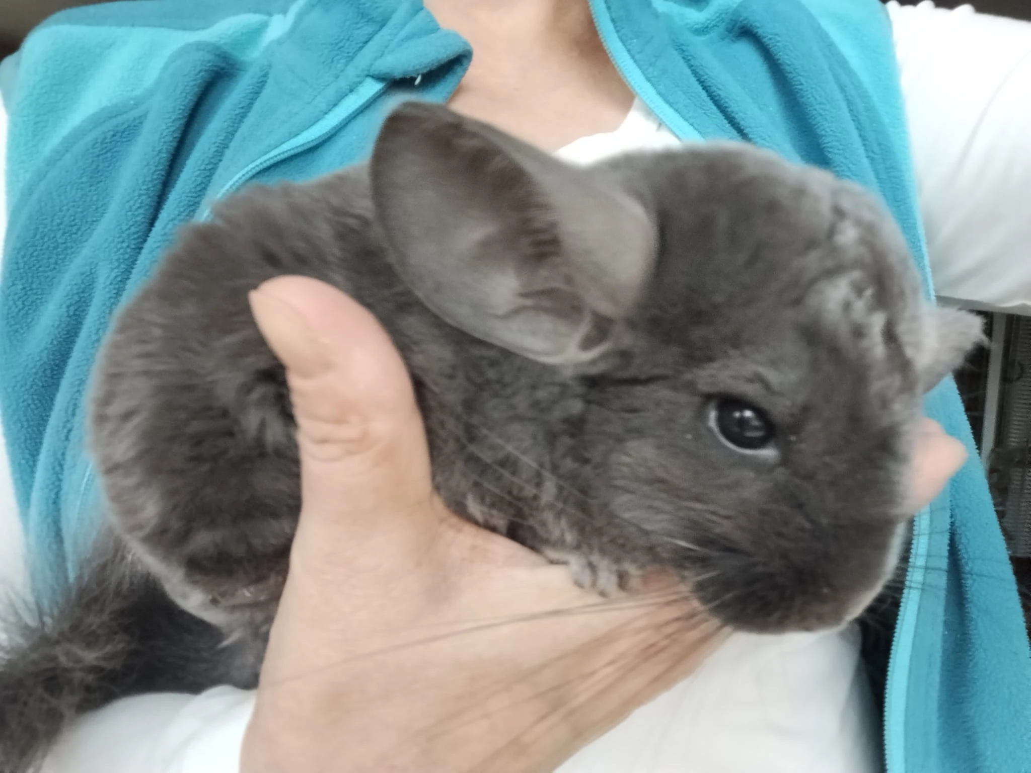 Nabízím mladou činčilku Ebony a Ebony Violet.