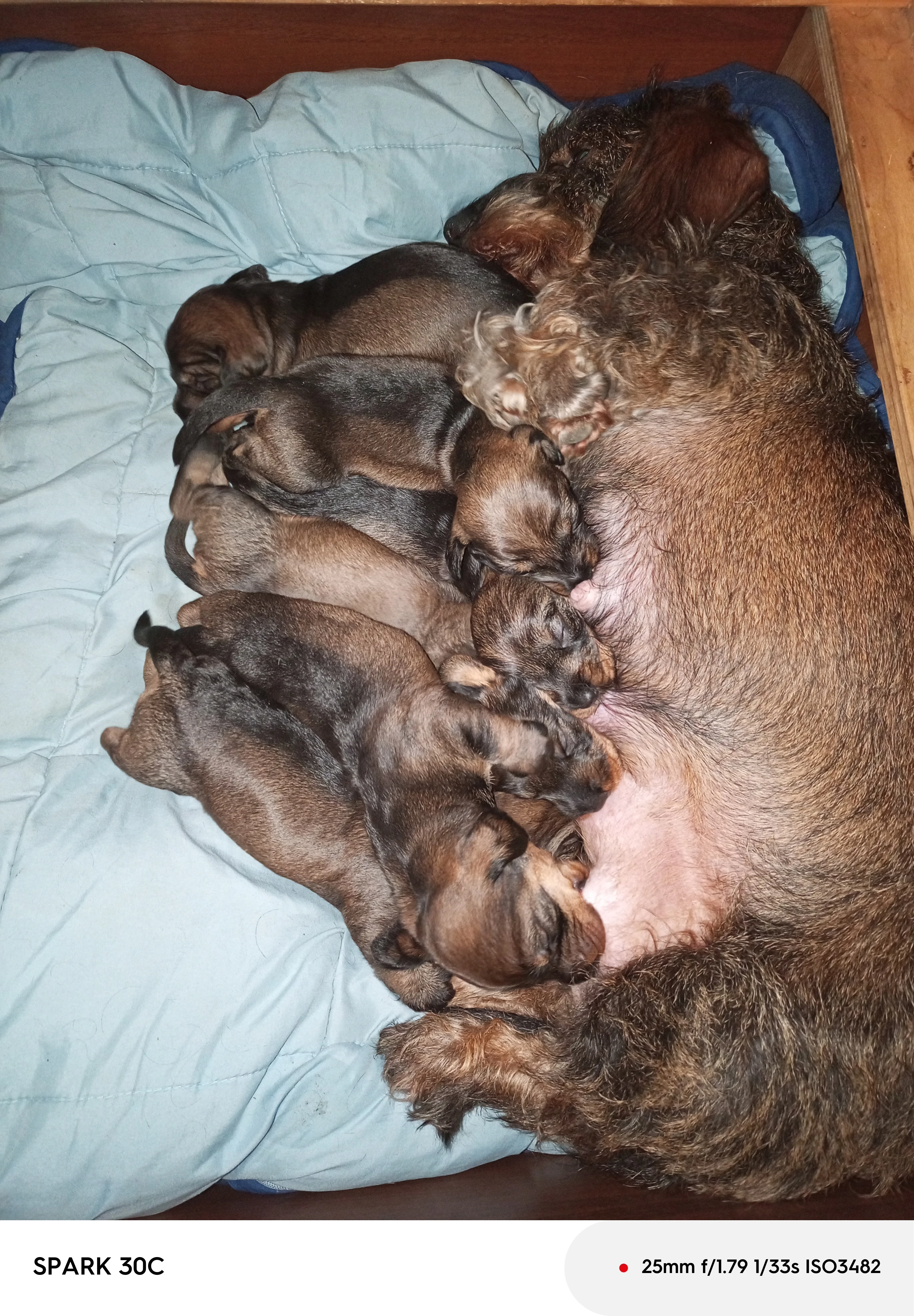 Prodám jezevčíky drsnosrsté standard