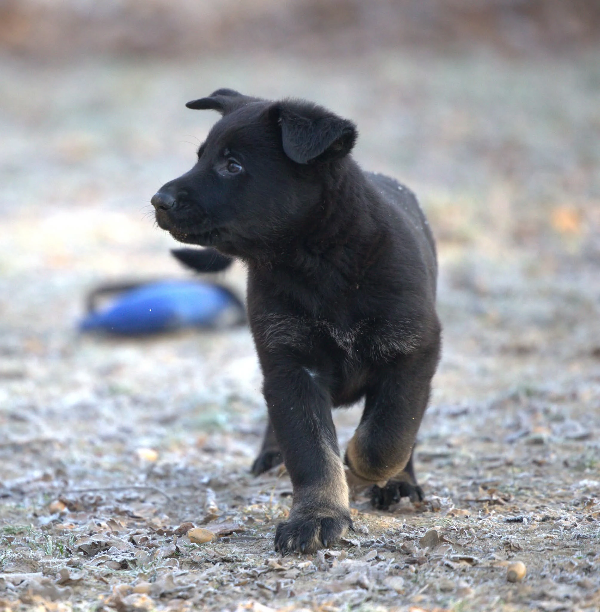 Německý ovčák pejsek s PP