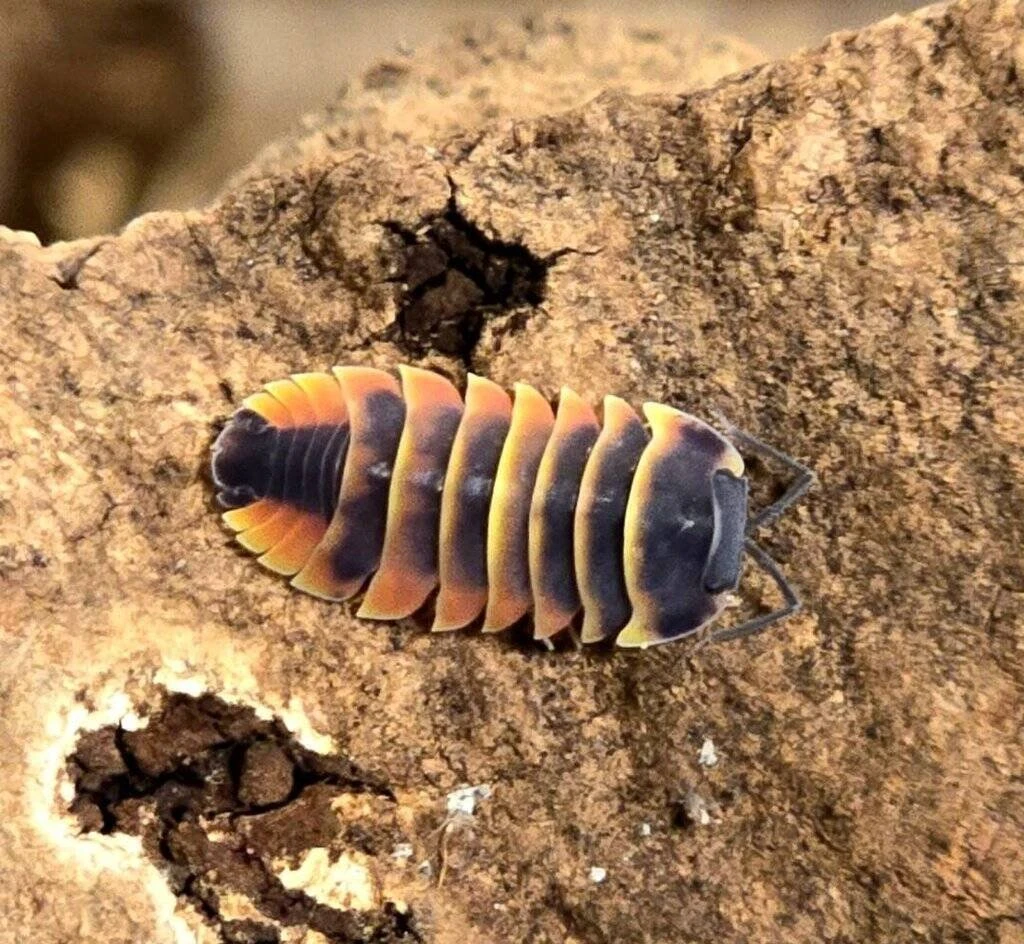 Merulanella sp. "Ember bee"