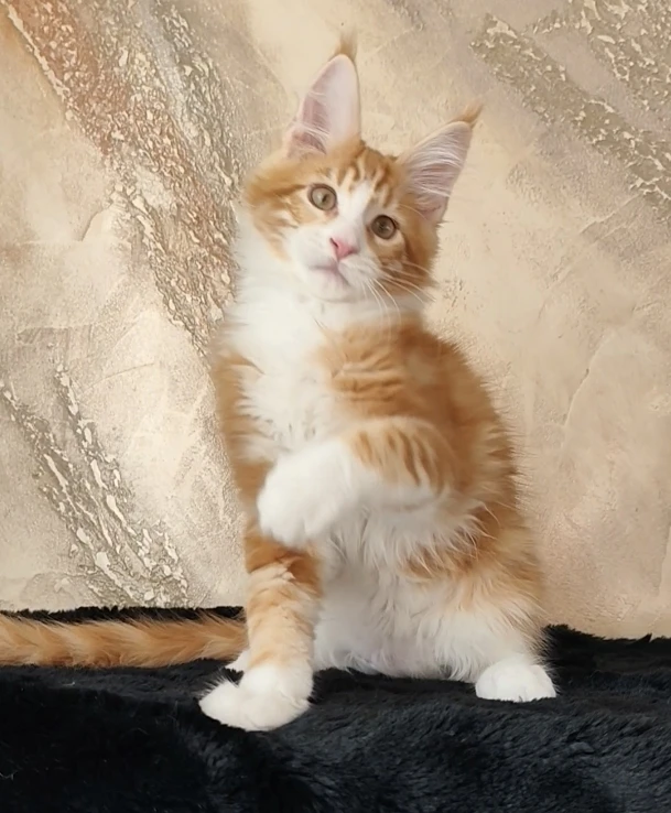 Mainský mývalí kocourek Uriášek