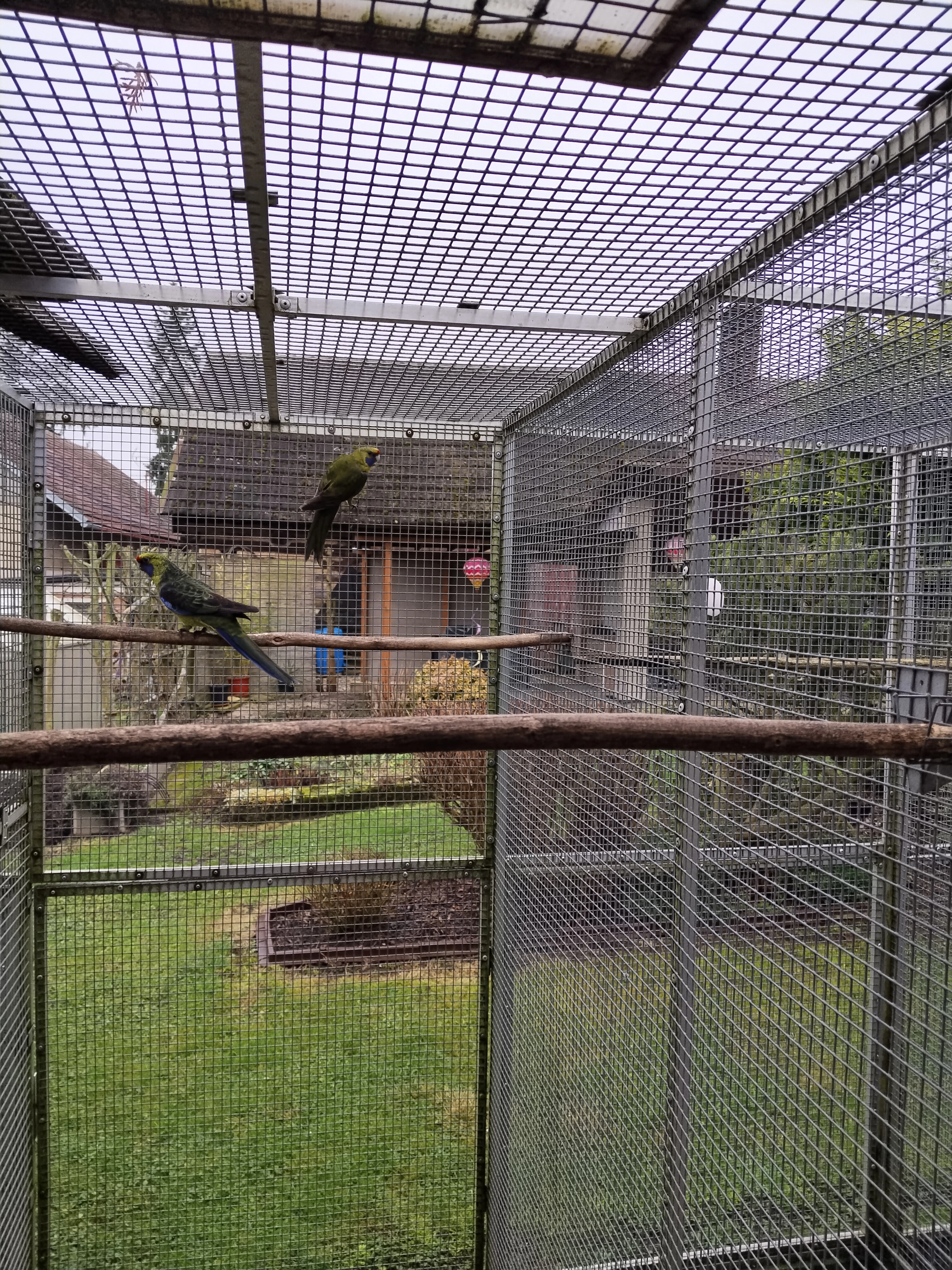 Rozely lutino a Žlutobřiché