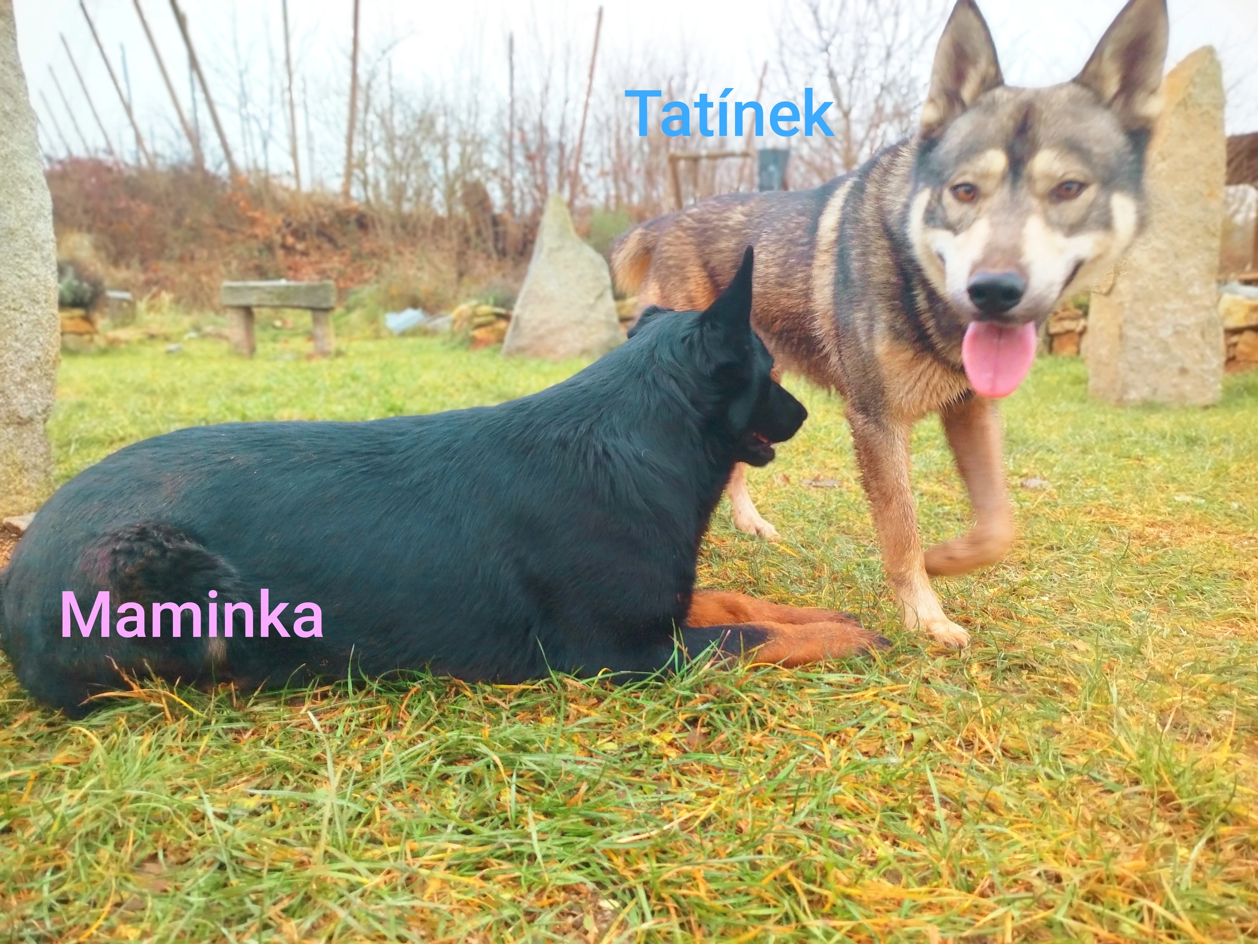 Štěňata kříženců Českosl.vlč.xHuskyxNěmec.ovč.