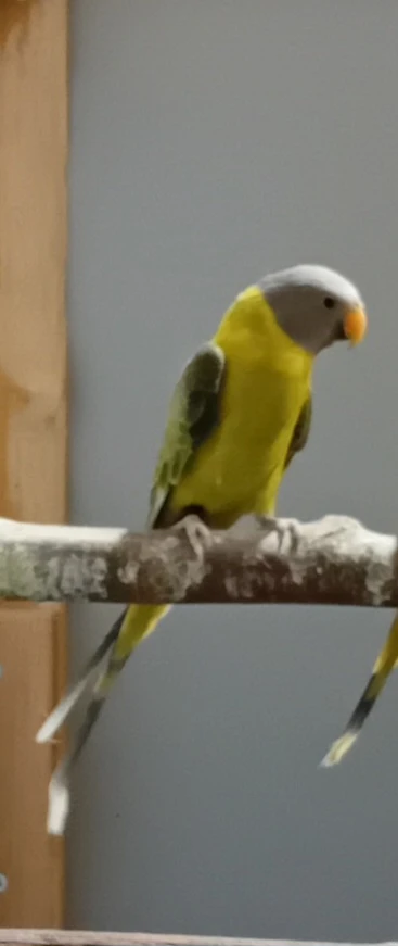 Alexander červenohlavý