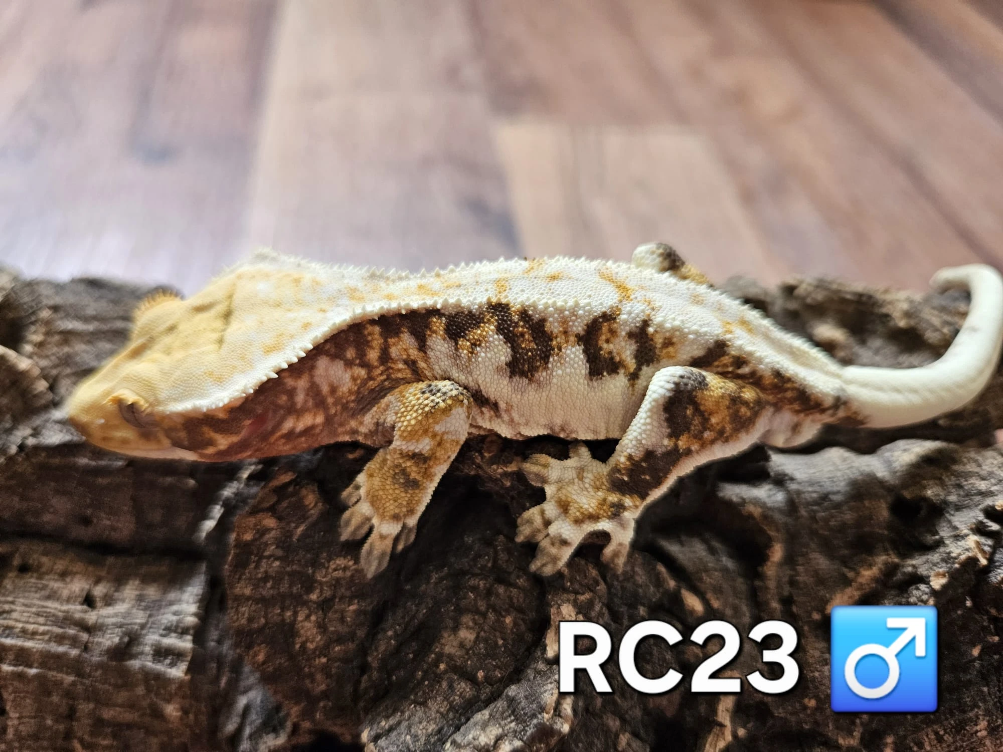 Prodám: Pagekon řasnatý samice / samci