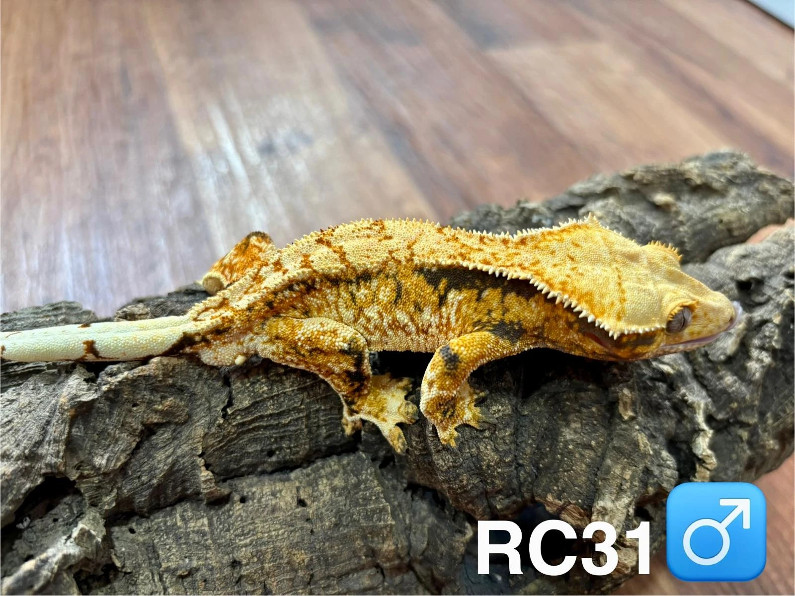 Prodám: Pagekon řasnatý samice / samci