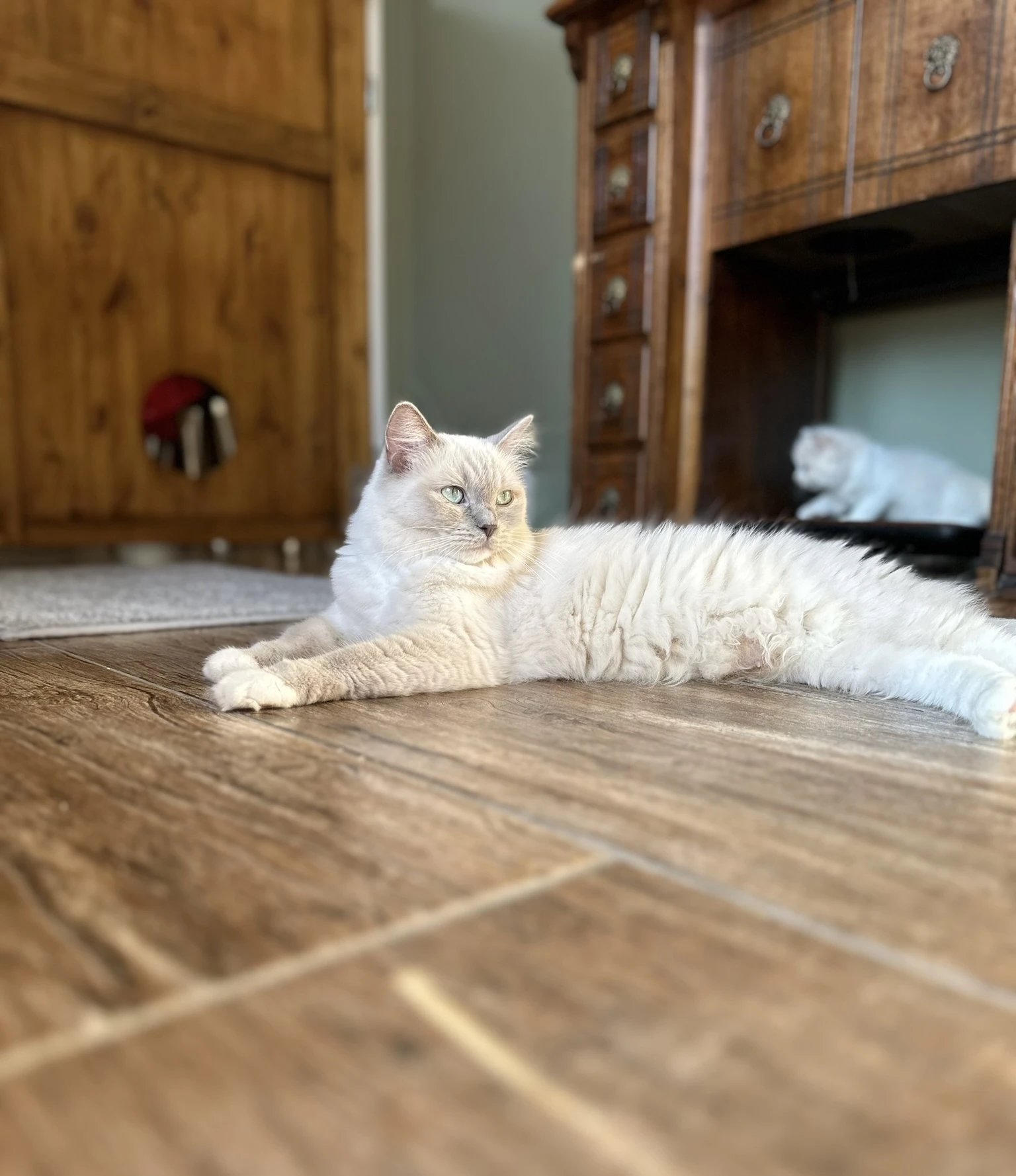 Ragdoll & Cherubim CZ/SK – komunita majitelů a chovatelů