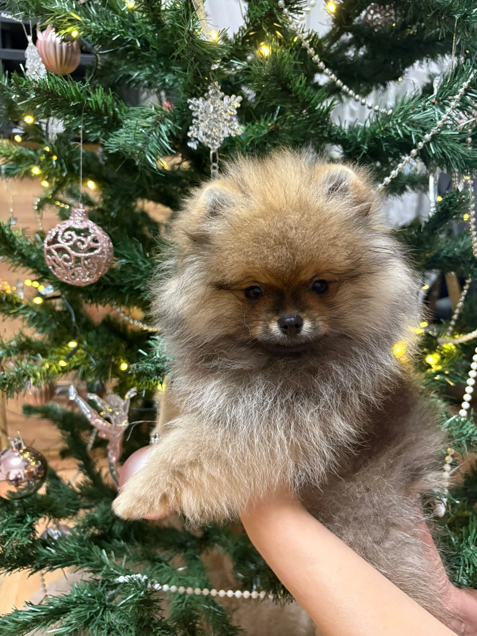 Štěňatko pomeraniana s PP FCI