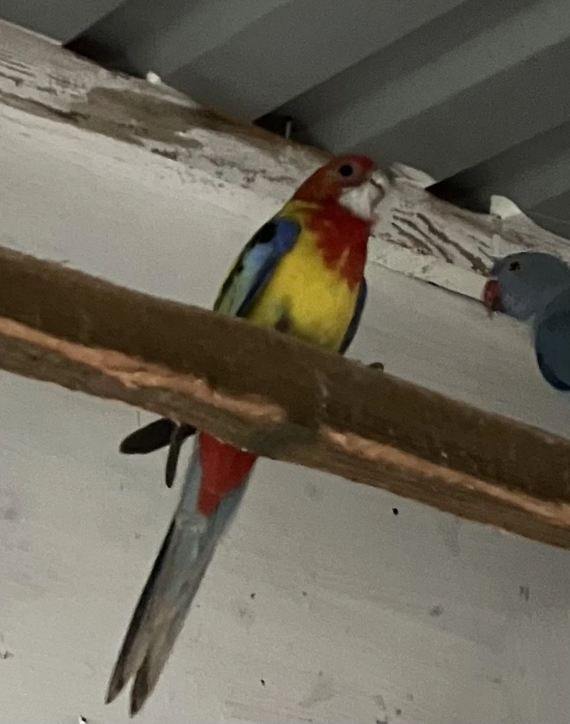 Rosela penant, pestrá